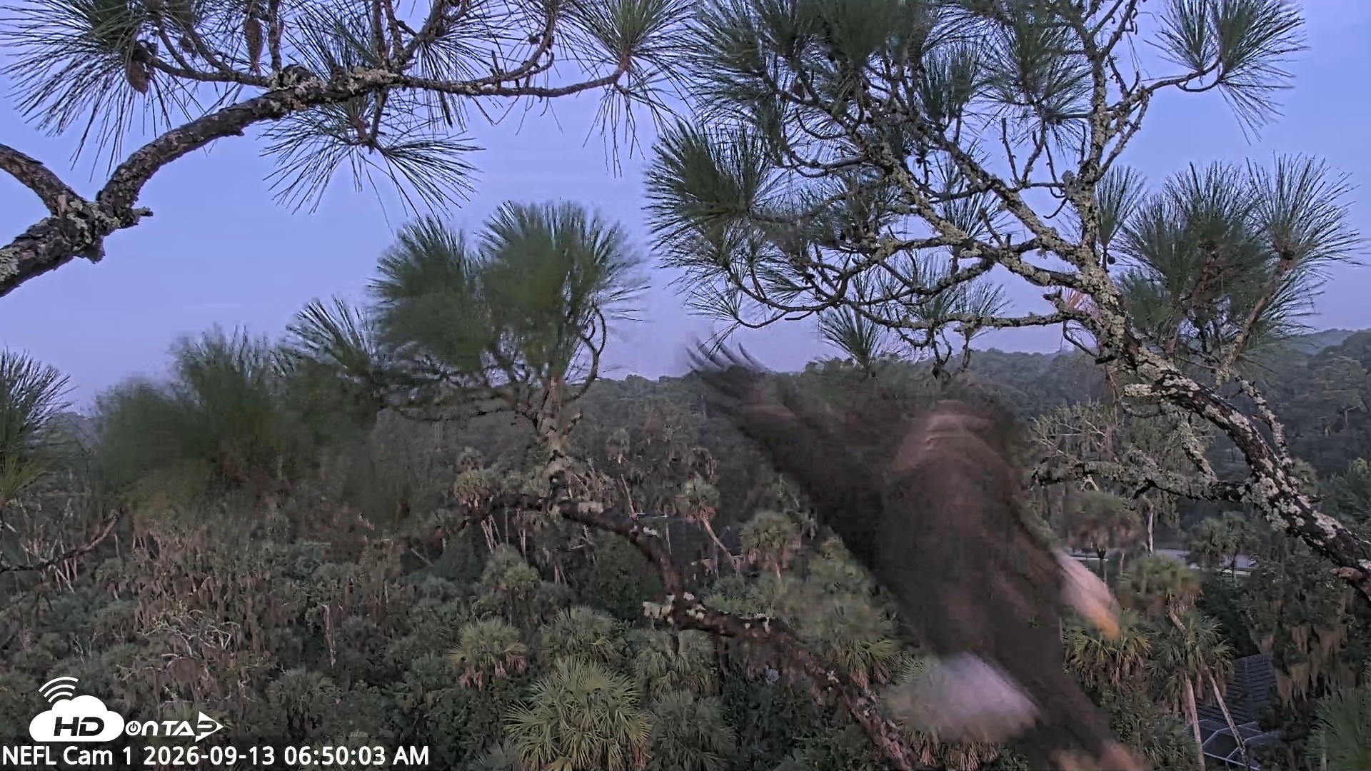 Snapshot of NE Florida Eagles Live Webcam taken Sep 13, 2026, 6:50am EDT