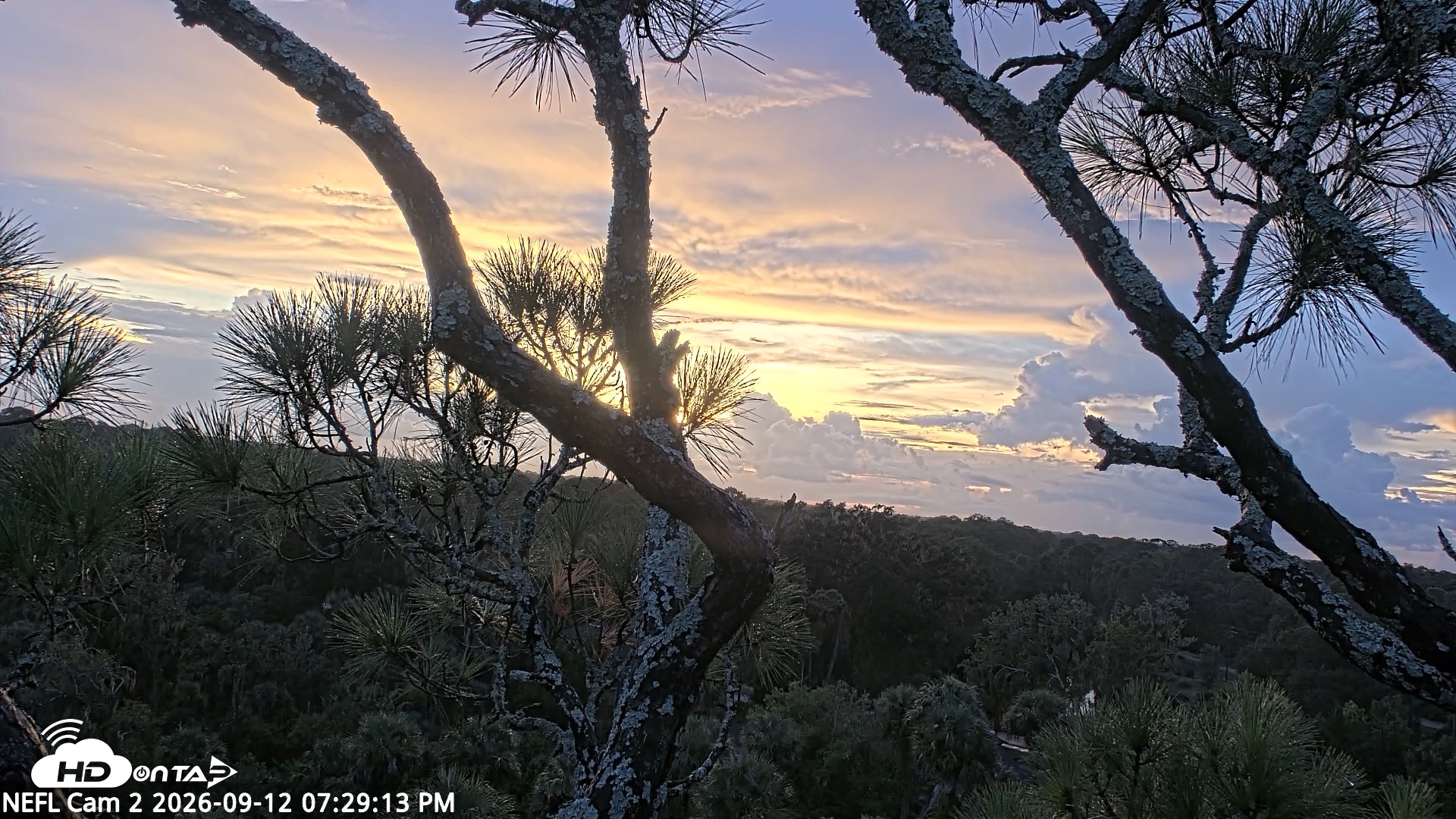 Snapshot of NE Florida Eagles Live Webcam taken Sep 12, 2026, 7:30pm EDT