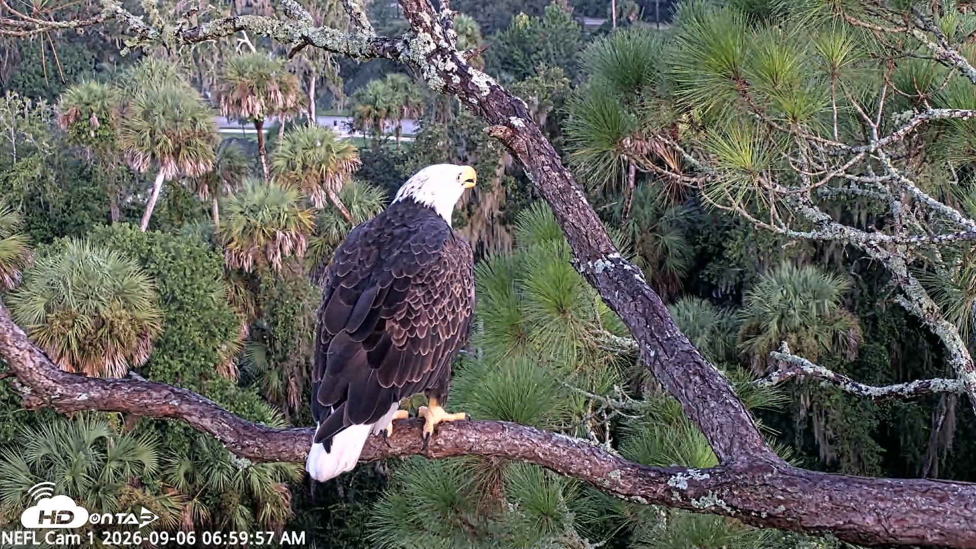 Snapshot of NE Florida Eagles Live Webcam taken Sep 6, 2026, 7:00am EDT