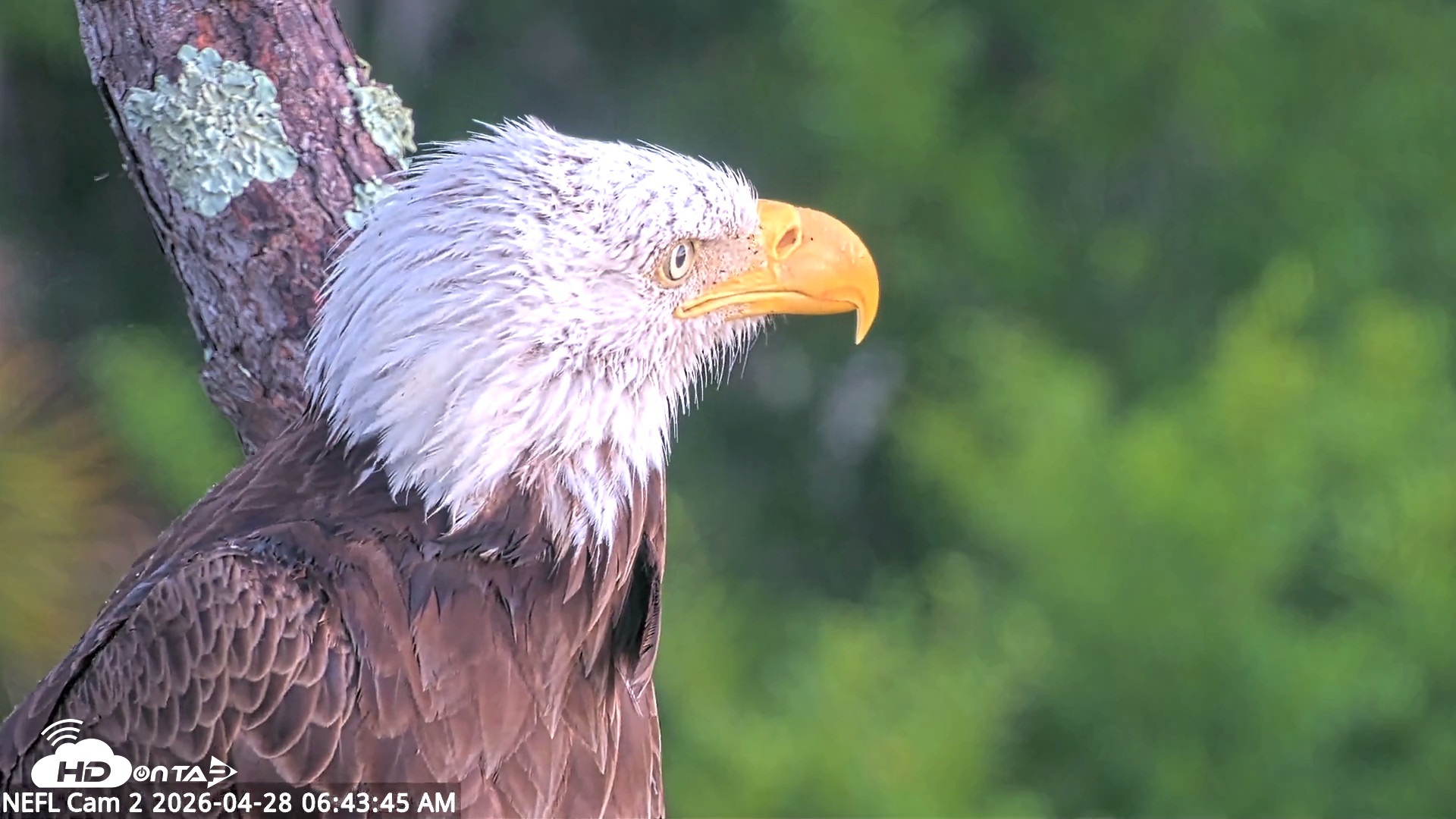 Snapshot of NE Florida Eagles Live Webcam taken Apr 28, 2026, 6:44am EDT