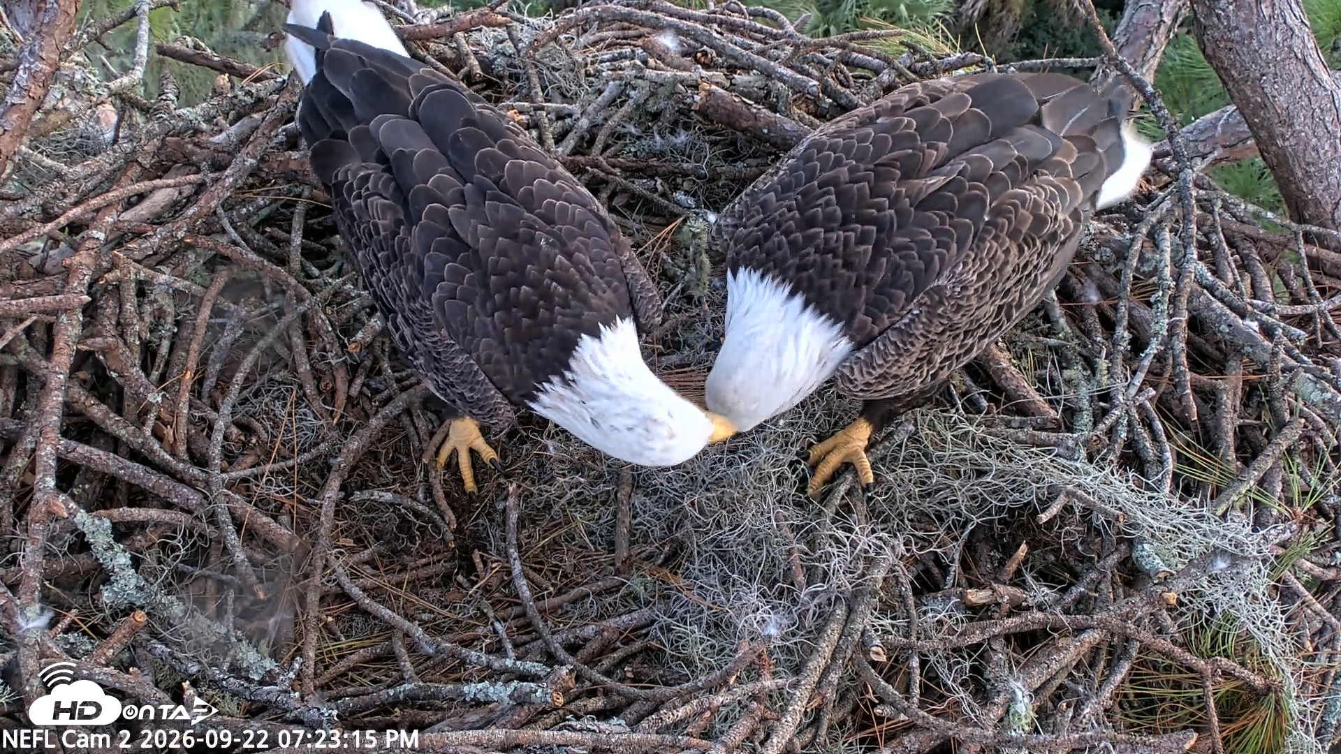 Snapshot of NE Florida Eagles Live Webcam taken Sep 22, 2026, 7:24pm EDT