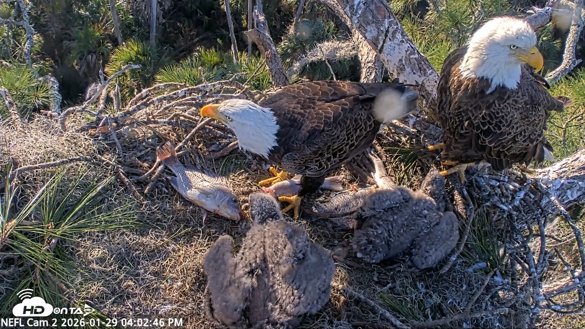 Snapshot of NE Florida Eagles Live Webcam taken Jan 29, 2026, 4:03pm EST