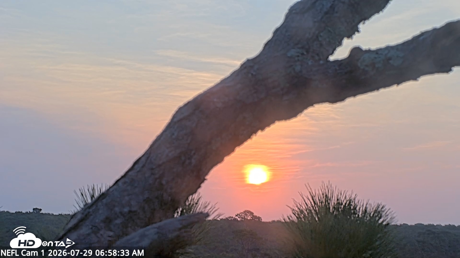 Snapshot of NE Florida Eagles Live Webcam taken Jul 29, 2026, 6:59am EDT