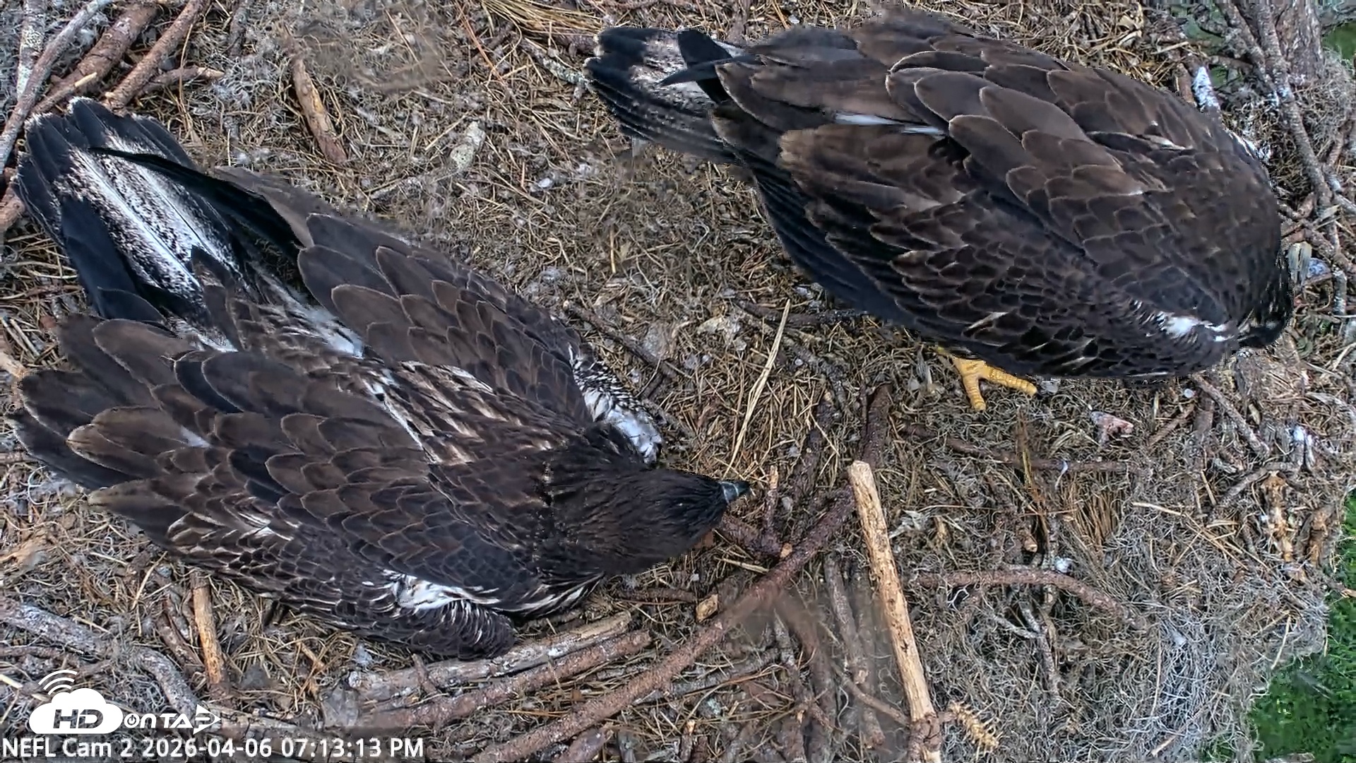 Snapshot of NE Florida Eagles Live Webcam taken Apr 6, 2026, 7:14pm EDT