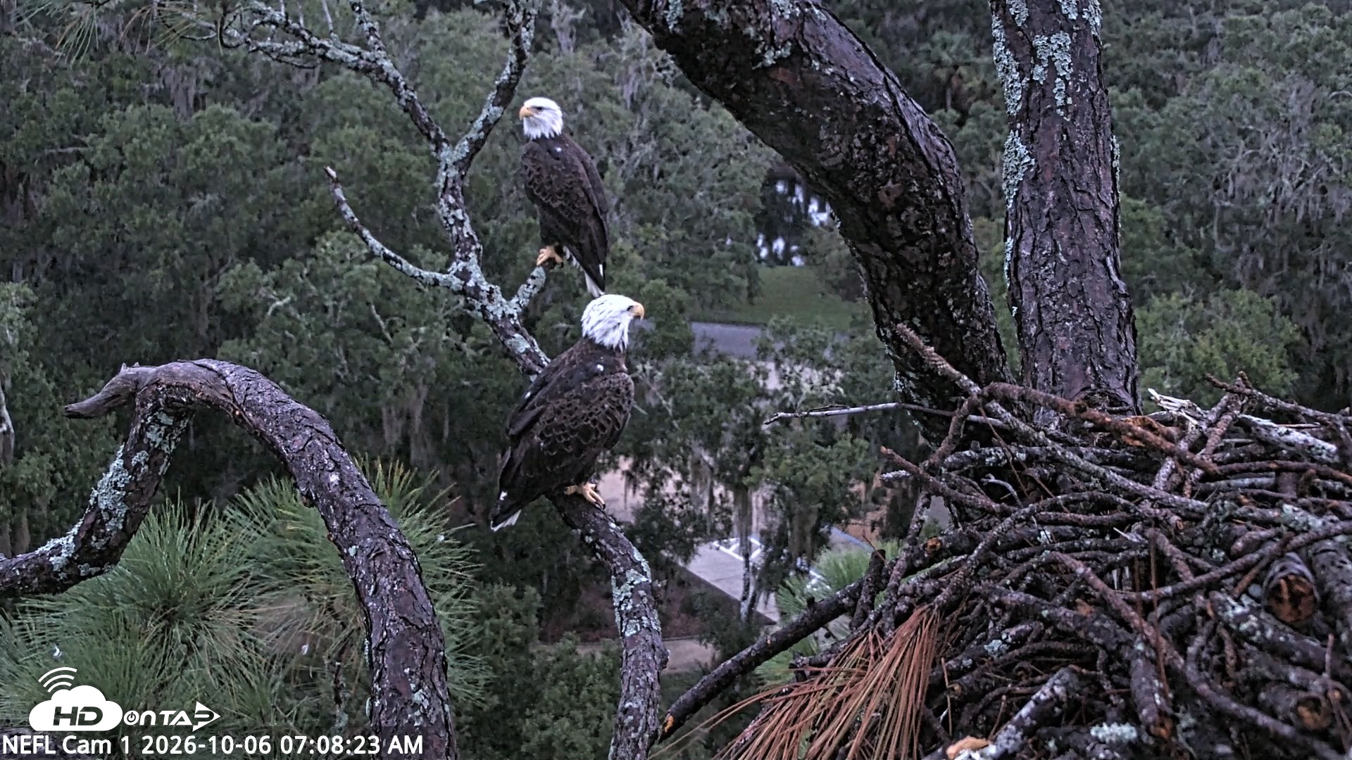 Snapshot of NE Florida Eagles Live Webcam taken Oct 6, 2026, 7:09am EDT