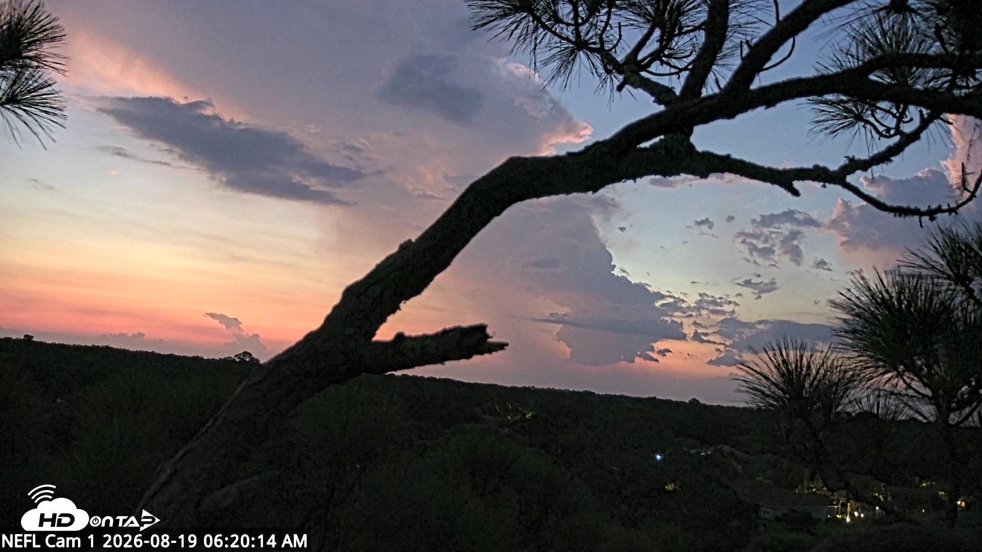 Snapshot of NE Florida Eagles Live Webcam taken Aug 19, 2026, 6:21am EDT