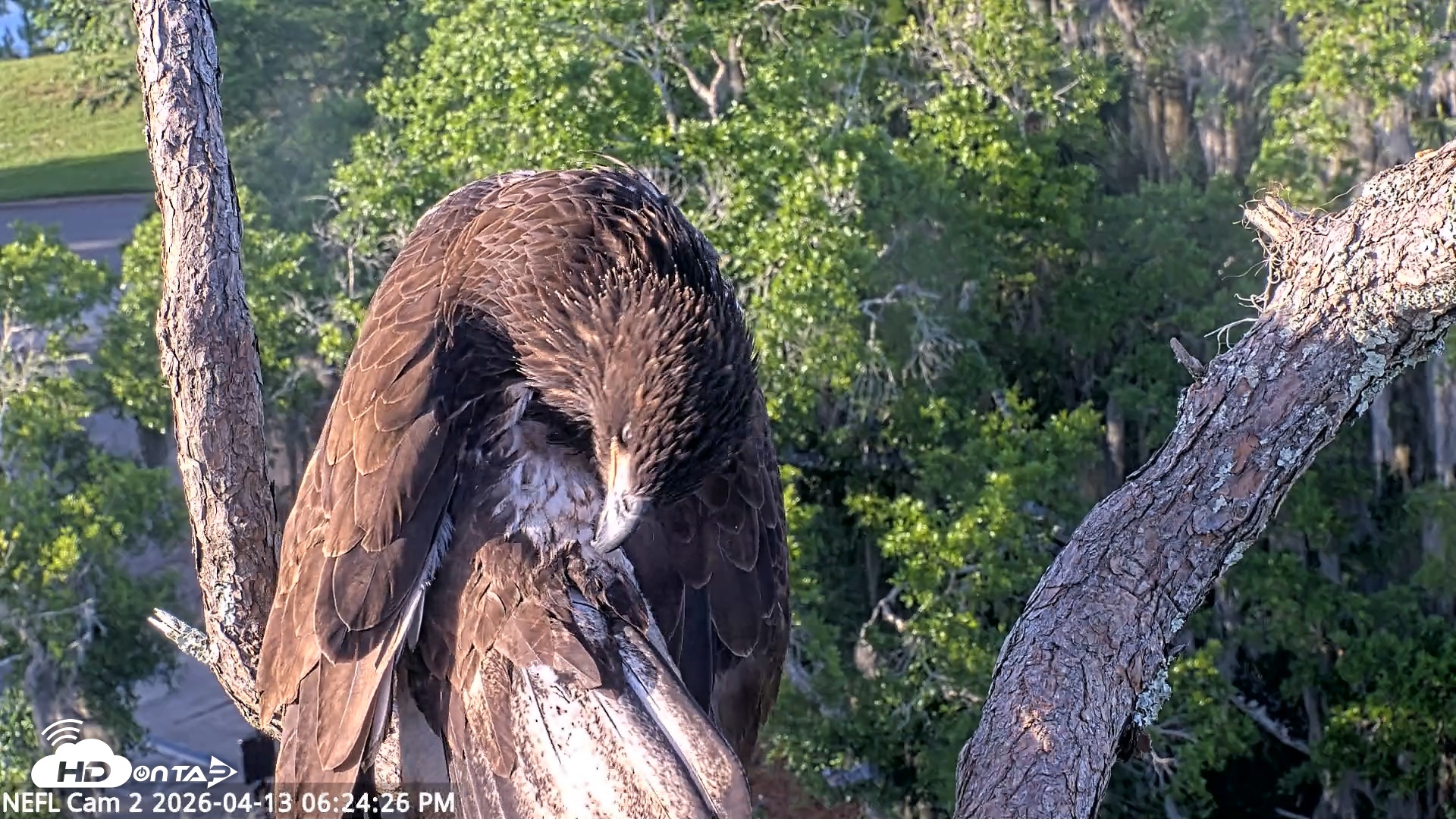 Snapshot of NE Florida Eagles Live Webcam taken Apr 13, 2026, 6:25pm EDT