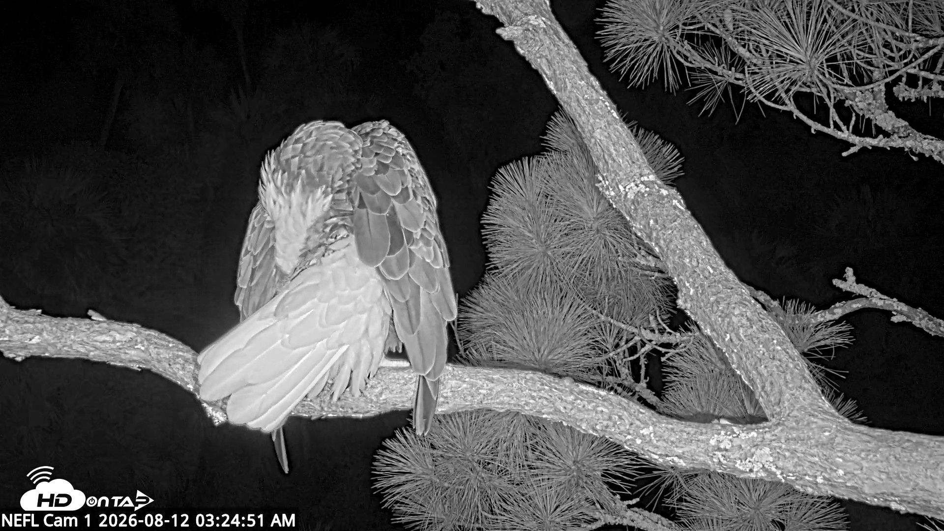 Snapshot of NE Florida Eagles Live Webcam taken Aug 12, 2026, 3:26am EDT