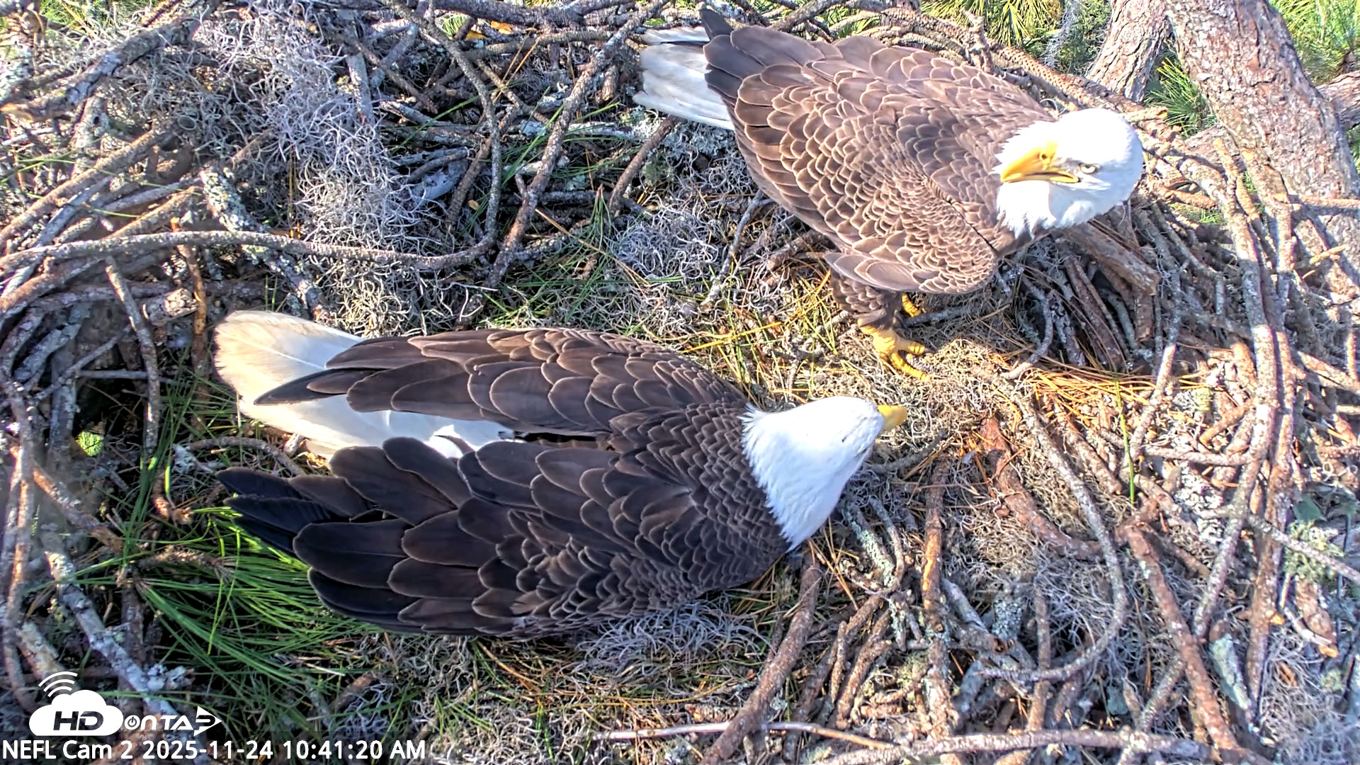 Snapshot of NE Florida Eagles Live Webcam taken Nov 24, 2025, 10:42am EST
