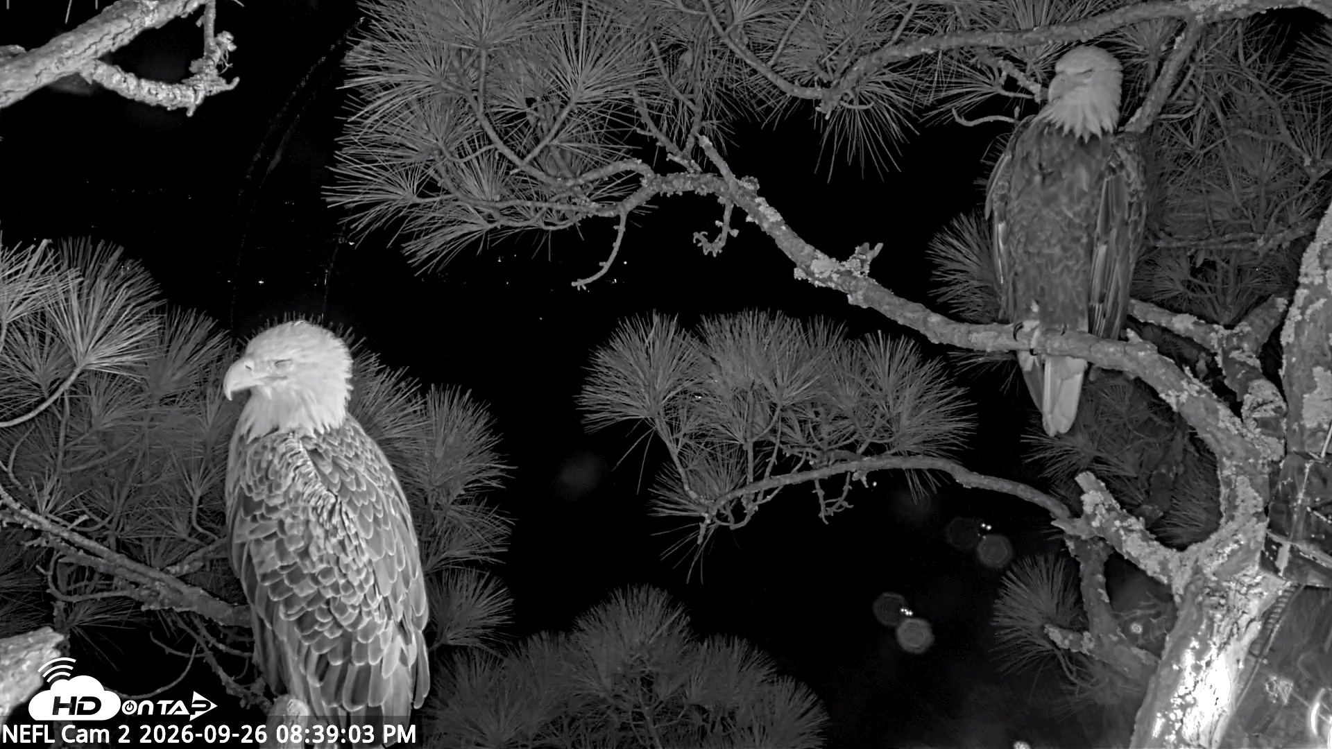 Snapshot of NE Florida Eagles Live Webcam taken Sep 26, 2026, 8:40pm EDT