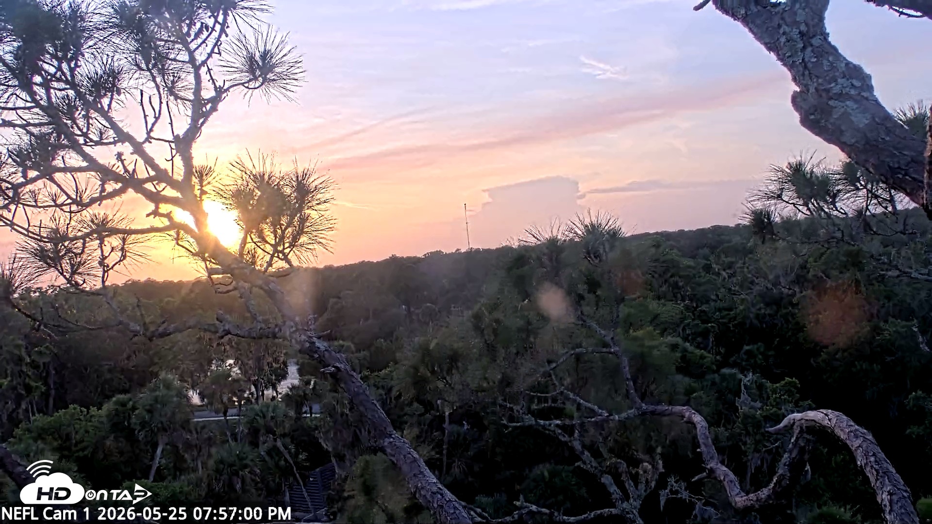 Snapshot of NE Florida Eagles Live Webcam taken May 25, 2026, 7:57pm EDT