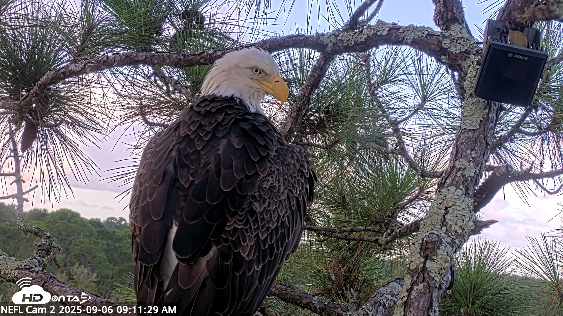 Snapshot of NE Florida Eagles Live Webcam taken Sep 6, 2025, 9:12am EDT