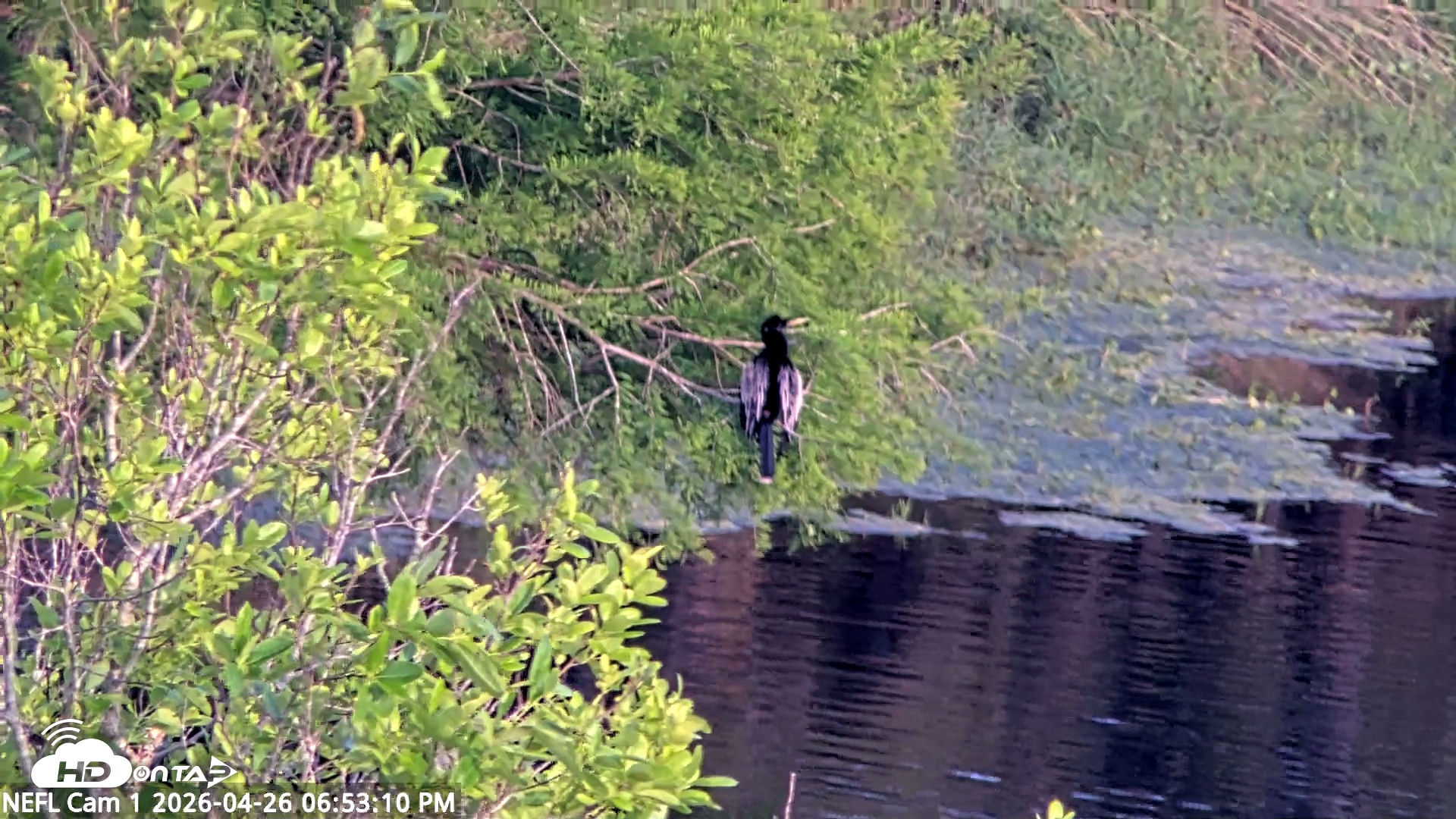 Snapshot of NE Florida Eagles Live Webcam taken Apr 26, 2026, 6:54pm EDT