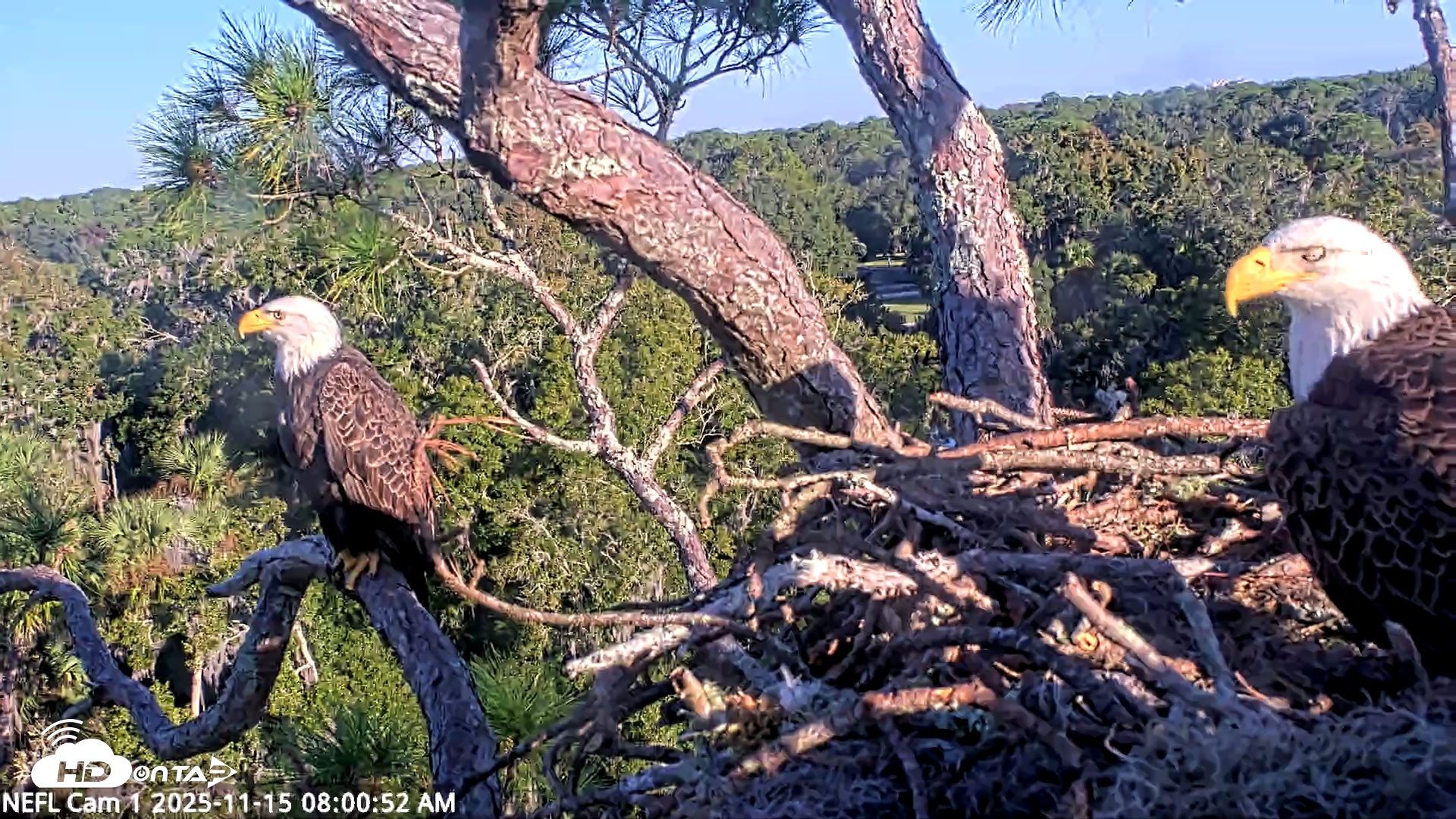 Snapshot of NE Florida Eagles Live Webcam taken Nov 15, 2025, 8:01am EST