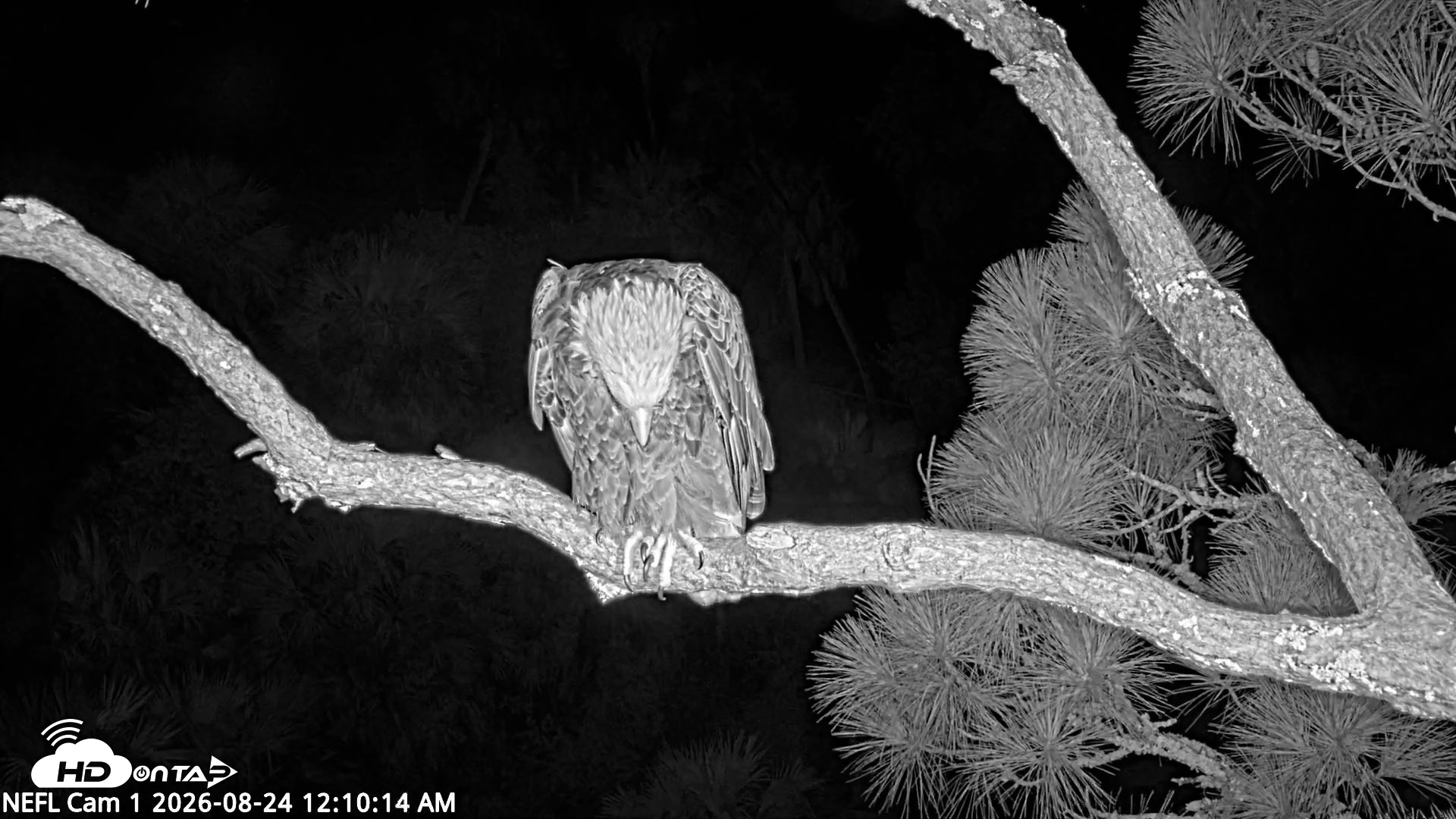 Snapshot of NE Florida Eagles Live Webcam taken Aug 24, 2026, 12:11am EDT