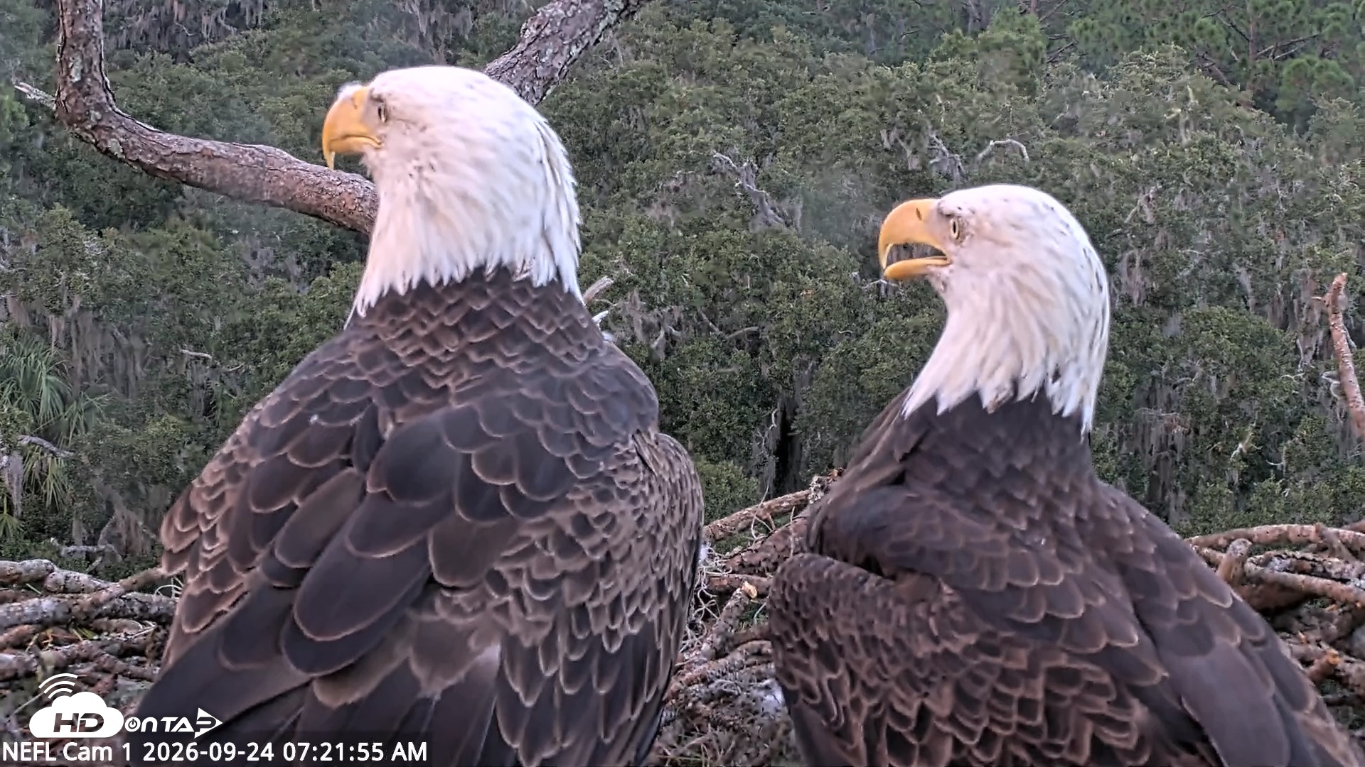 Snapshot of NE Florida Eagles Live Webcam taken Sep 24, 2026, 7:22am EDT