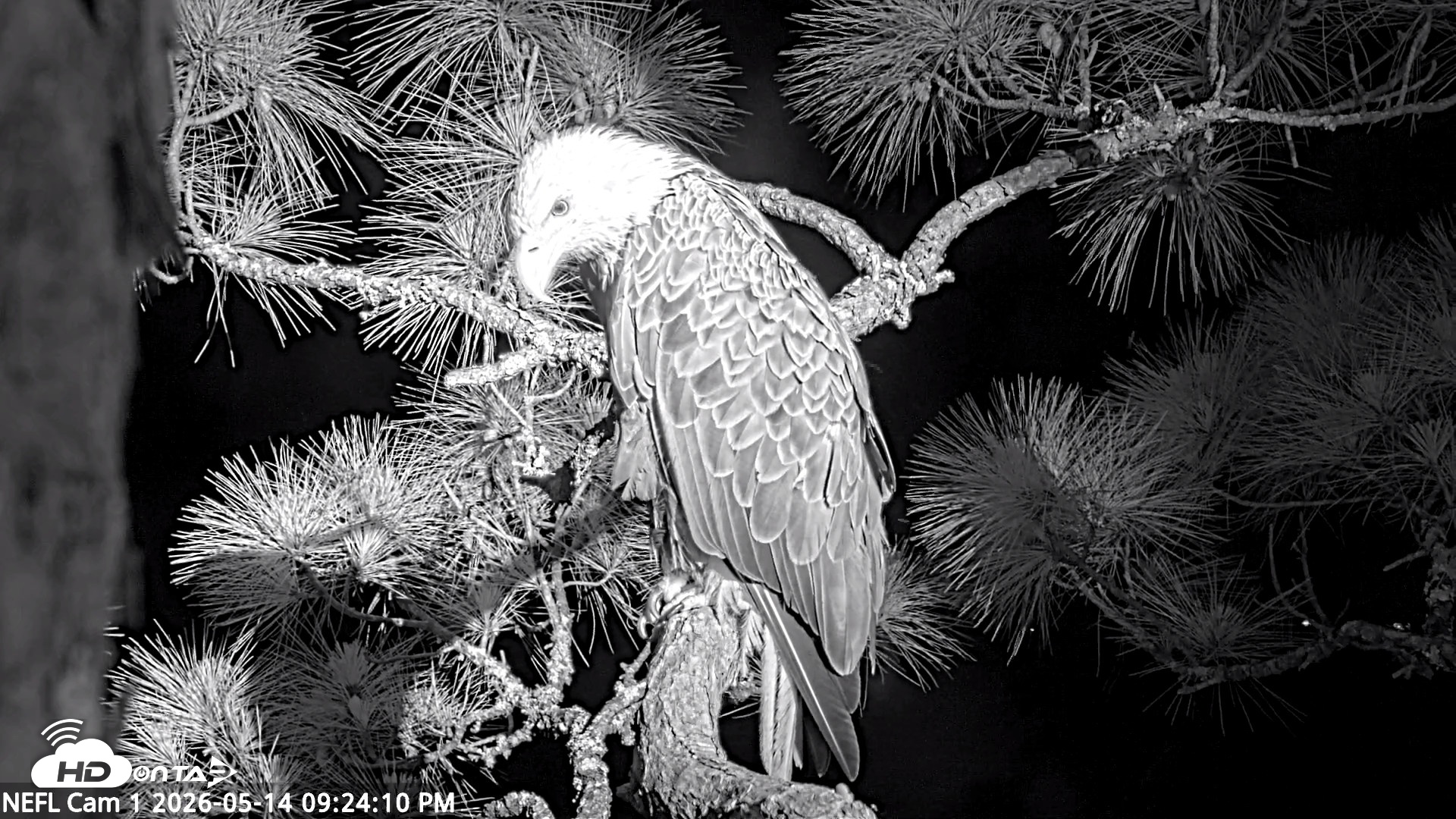 Snapshot of NE Florida Eagles Live Webcam taken May 14, 2026, 9:25pm EDT