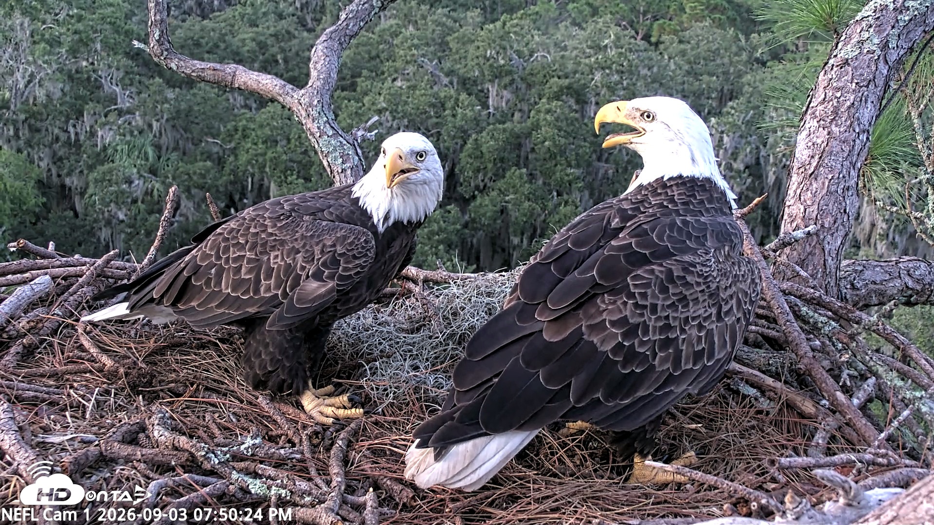 Snapshot of NE Florida Eagles Live Webcam taken Sep 3, 2026, 7:52pm EDT