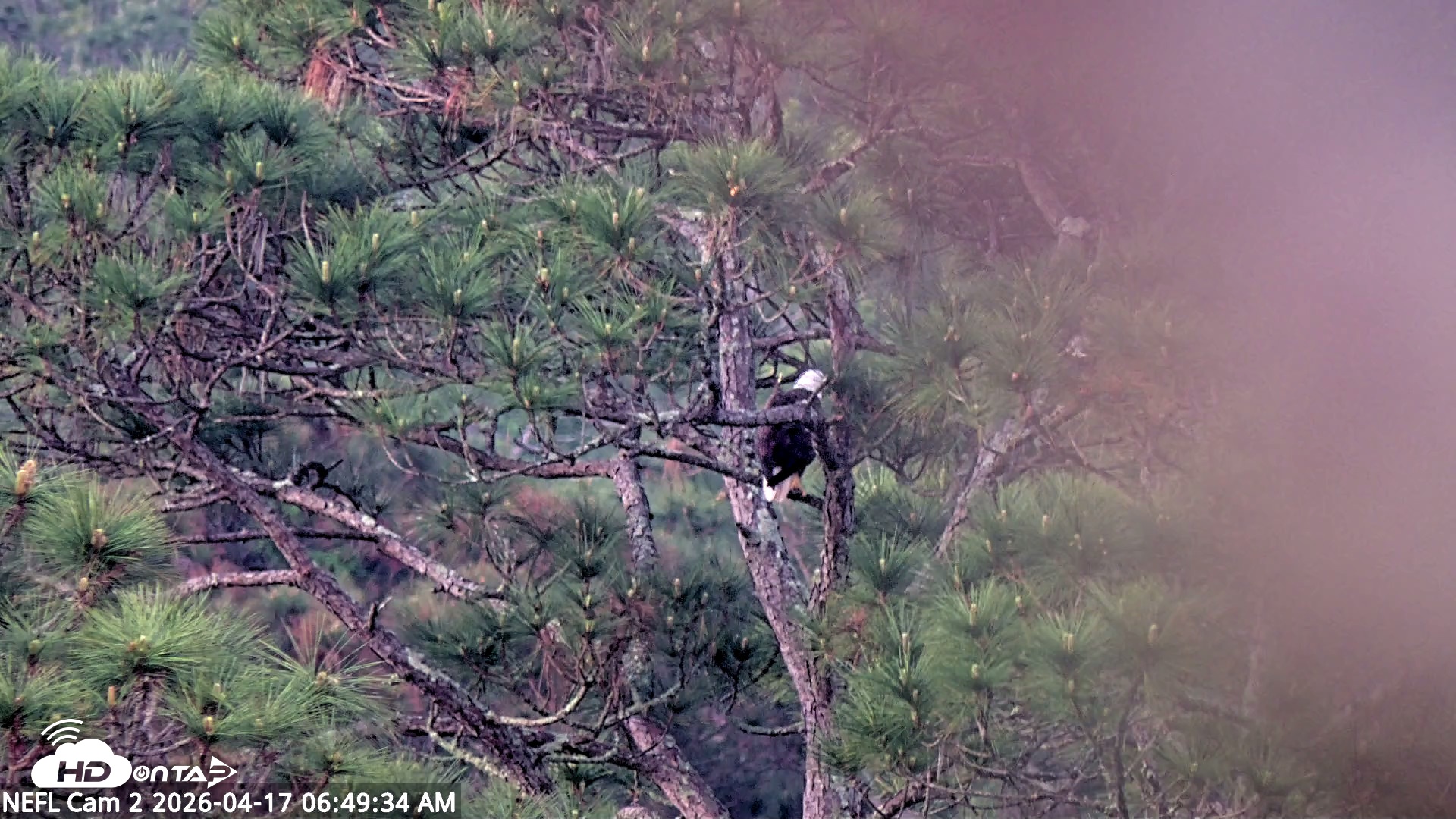 Snapshot of NE Florida Eagles Live Webcam taken Apr 17, 2026, 6:50am EDT