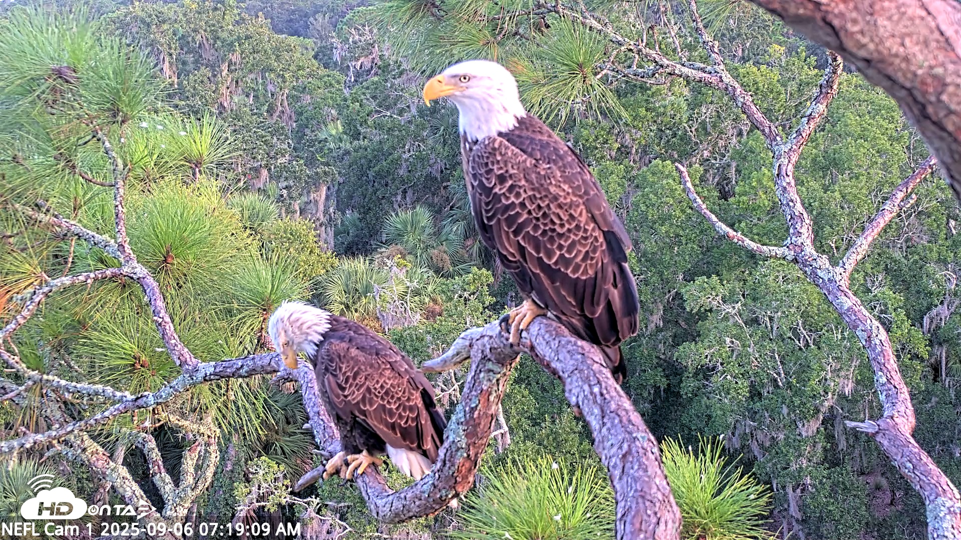 Snapshot of NE Florida Eagles Live Webcam taken Sep 6, 2025, 7:19am EDT