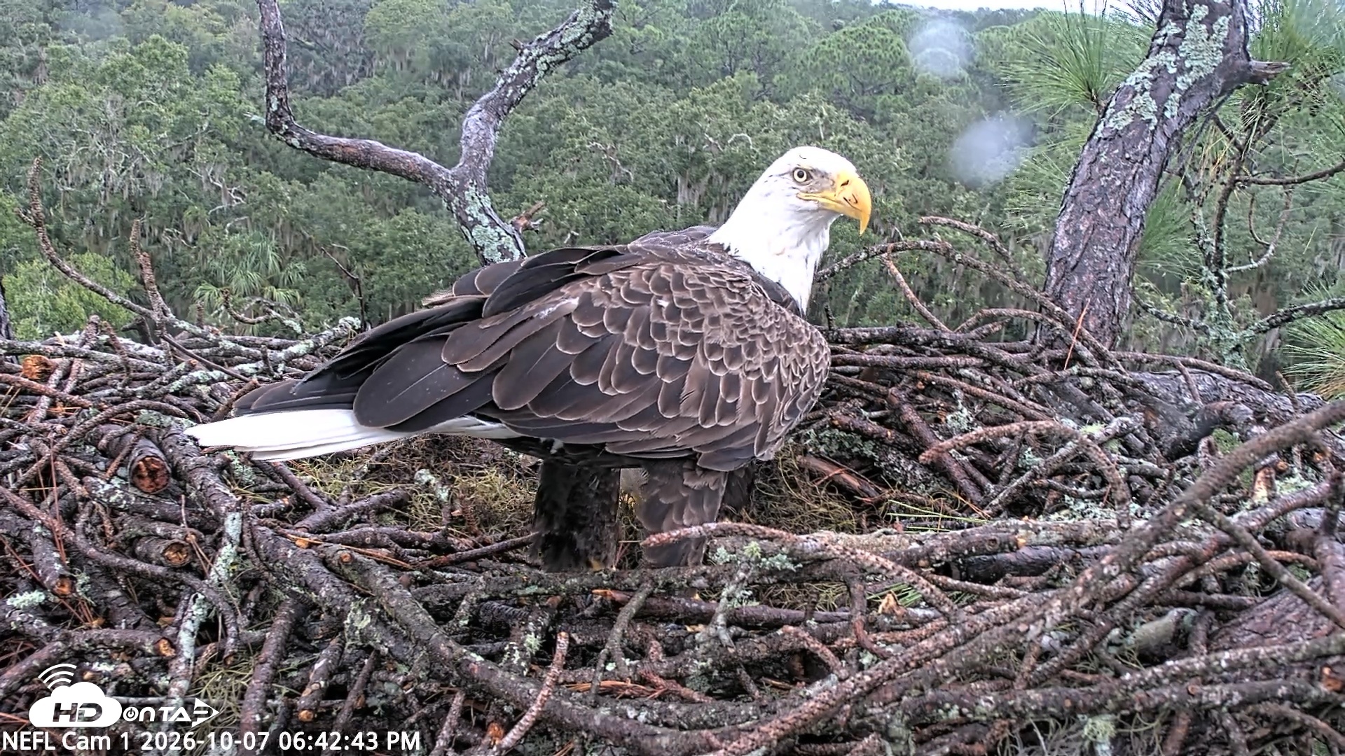 Snapshot of NE Florida Eagles Live Webcam taken Oct 7, 2026, 6:43pm EDT