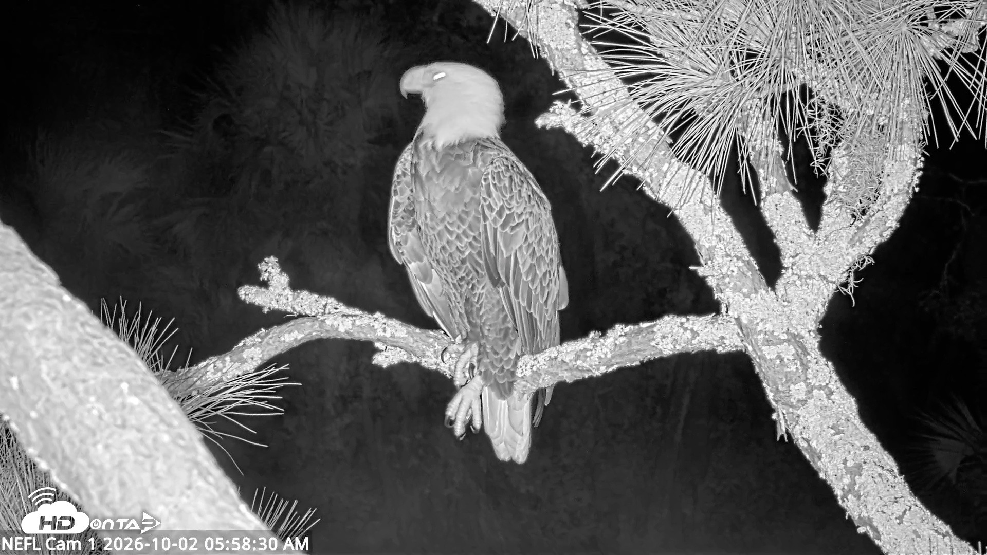Snapshot of NE Florida Eagles Live Webcam taken Oct 2, 2026, 5:59am EDT
