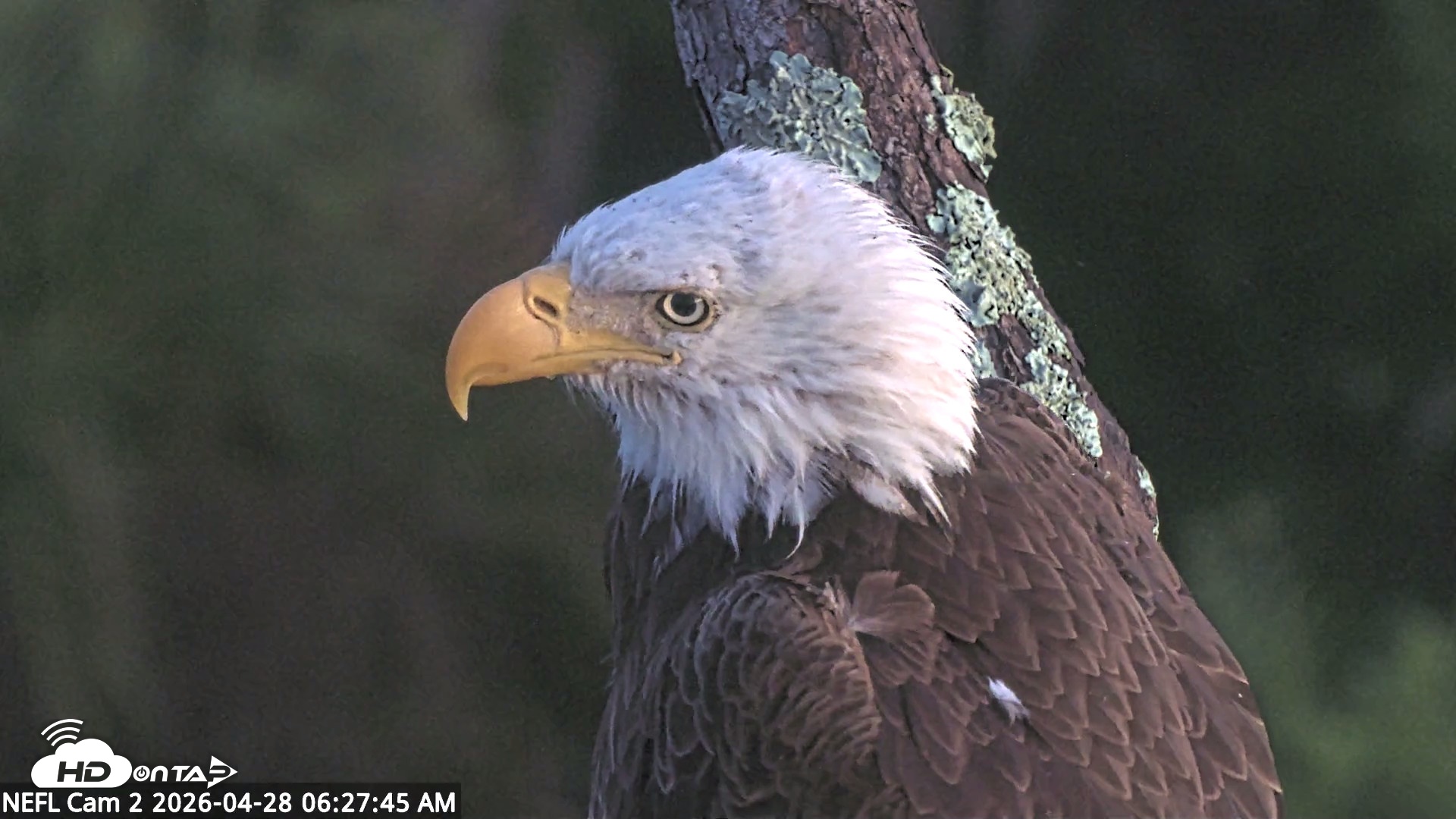 Snapshot of NE Florida Eagles Live Webcam taken Apr 28, 2026, 6:28am EDT