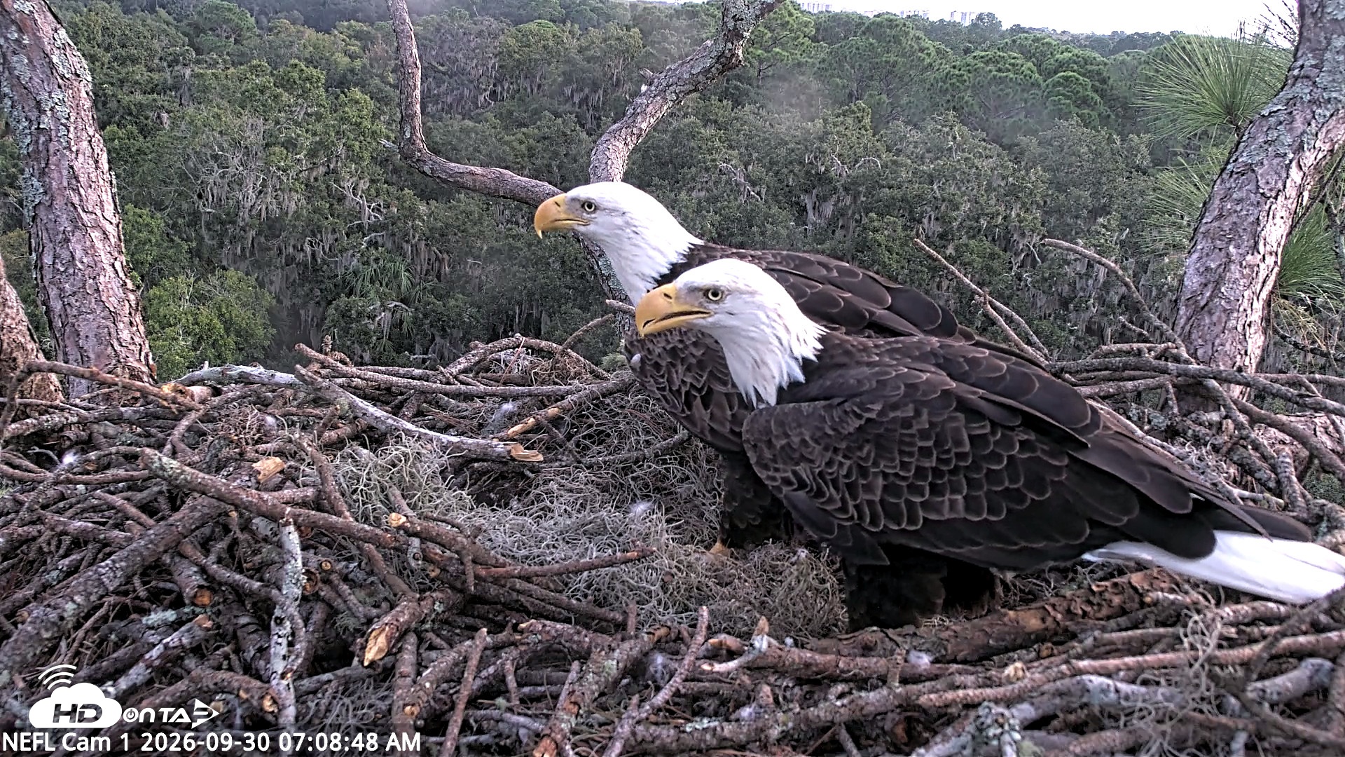 Snapshot of NE Florida Eagles Live Webcam taken Sep 30, 2026, 7:09am EDT