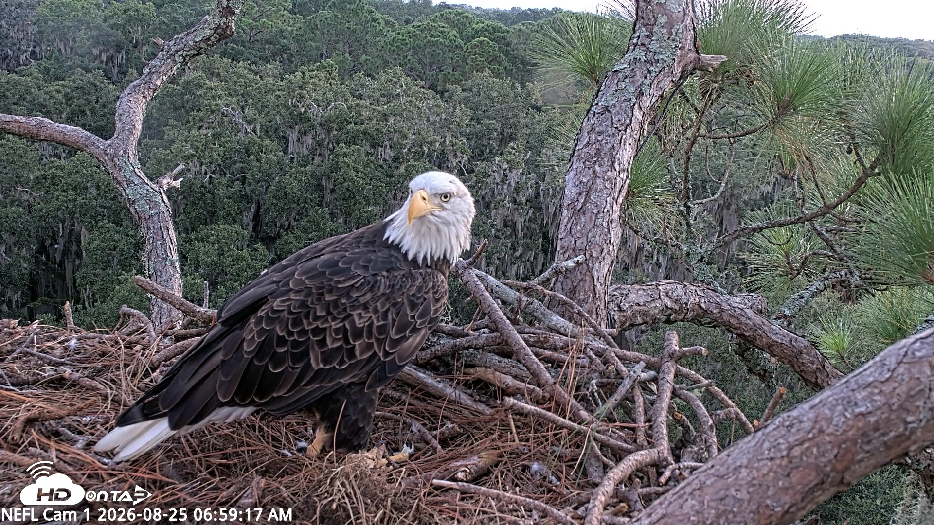 Snapshot of NE Florida Eagles Live Webcam taken Aug 25, 2026, 7:00am EDT