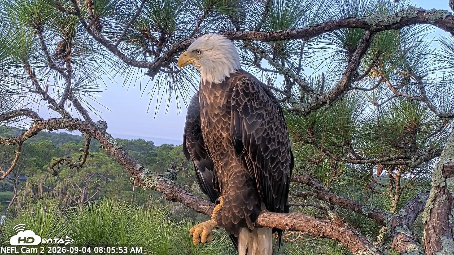 Snapshot of NE Florida Eagles Live Webcam taken Sep 4, 2026, 8:06am EDT