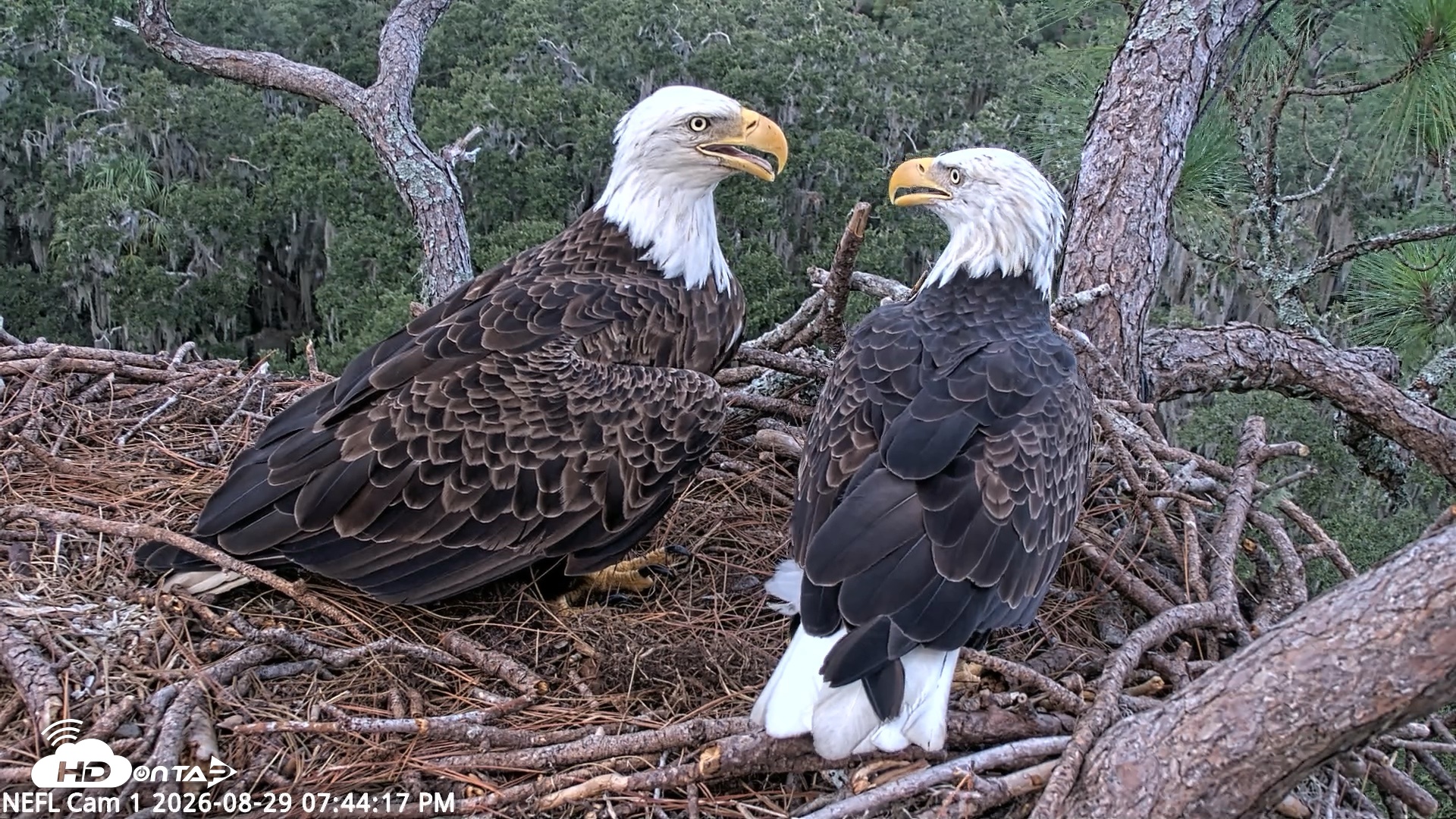 Snapshot of NE Florida Eagles Live Webcam taken Aug 29, 2026, 7:45pm EDT