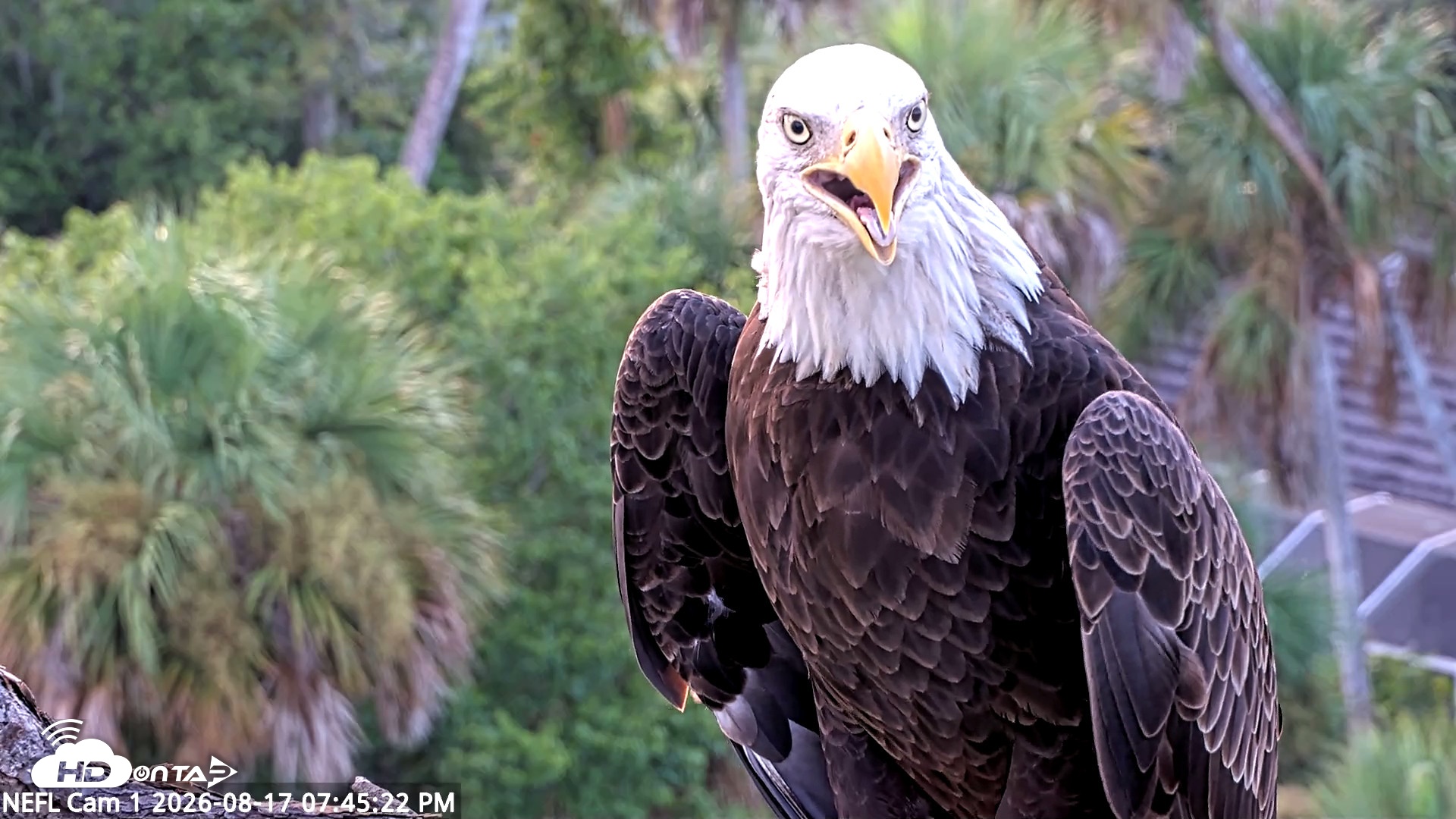Snapshot of NE Florida Eagles Live Webcam taken Aug 17, 2026, 7:46pm EDT