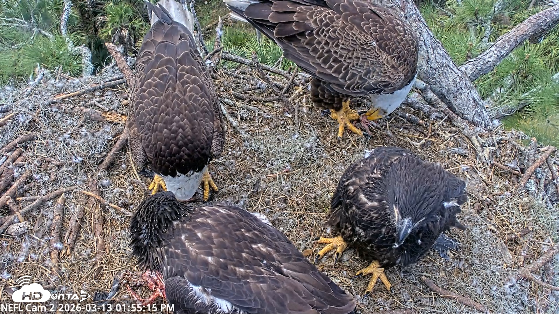 Snapshot of NE Florida Eagles Live Webcam taken Mar 13, 2026, 1:55pm EDT