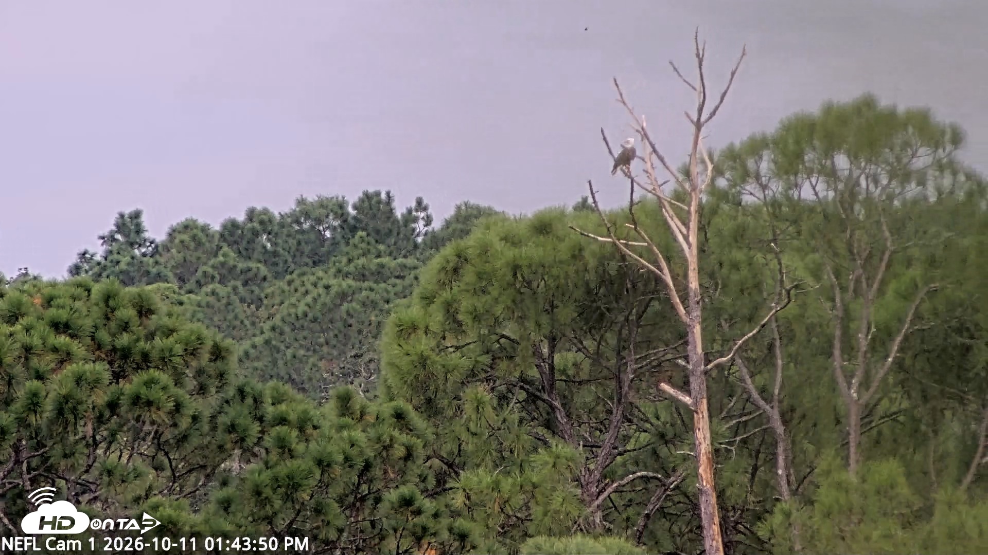 Snapshot of NE Florida Eagles Live Webcam taken Oct 11, 2026, 1:44pm EDT