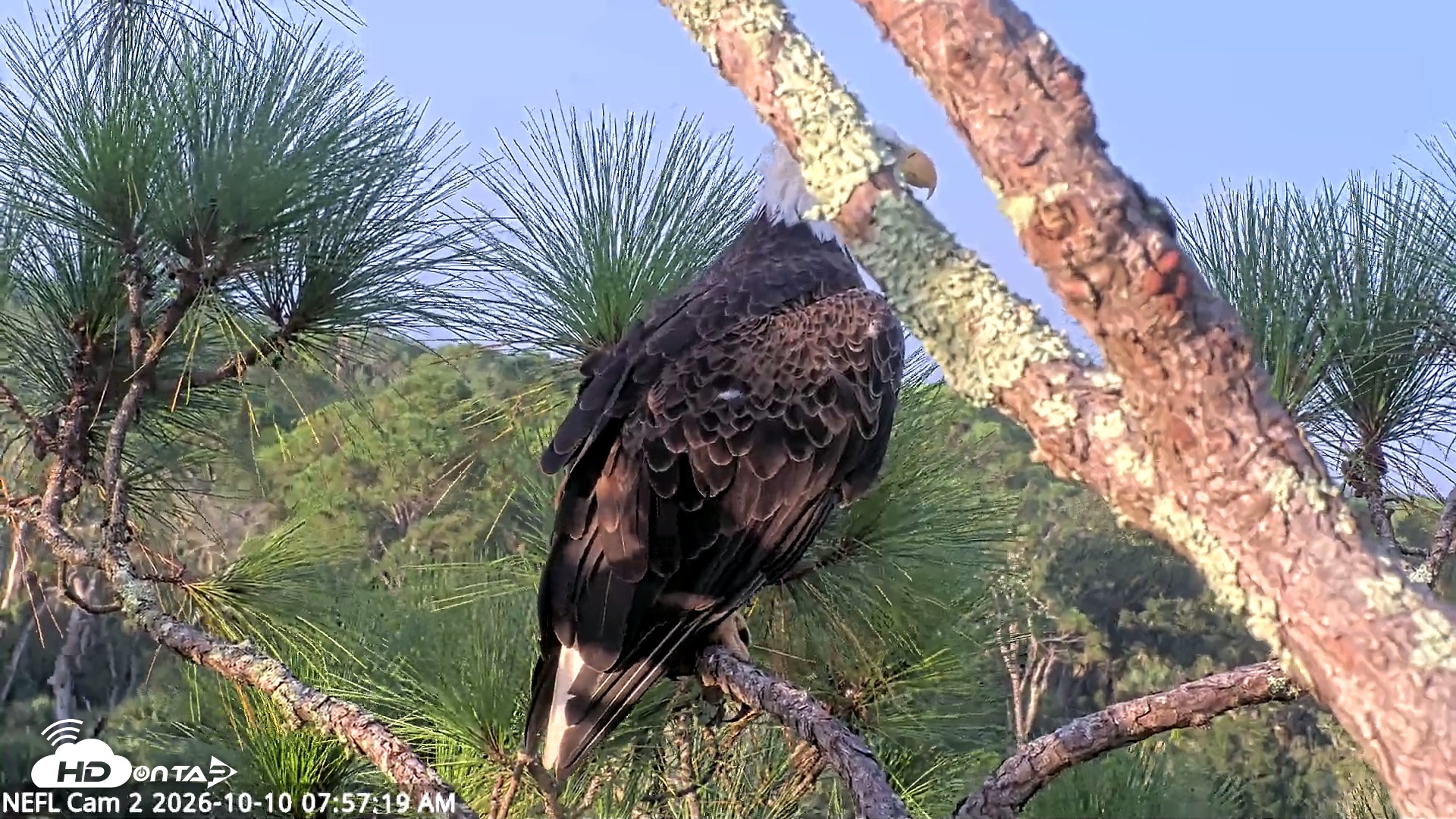 Snapshot of NE Florida Eagles Live Webcam taken Oct 10, 2026, 7:59am EDT