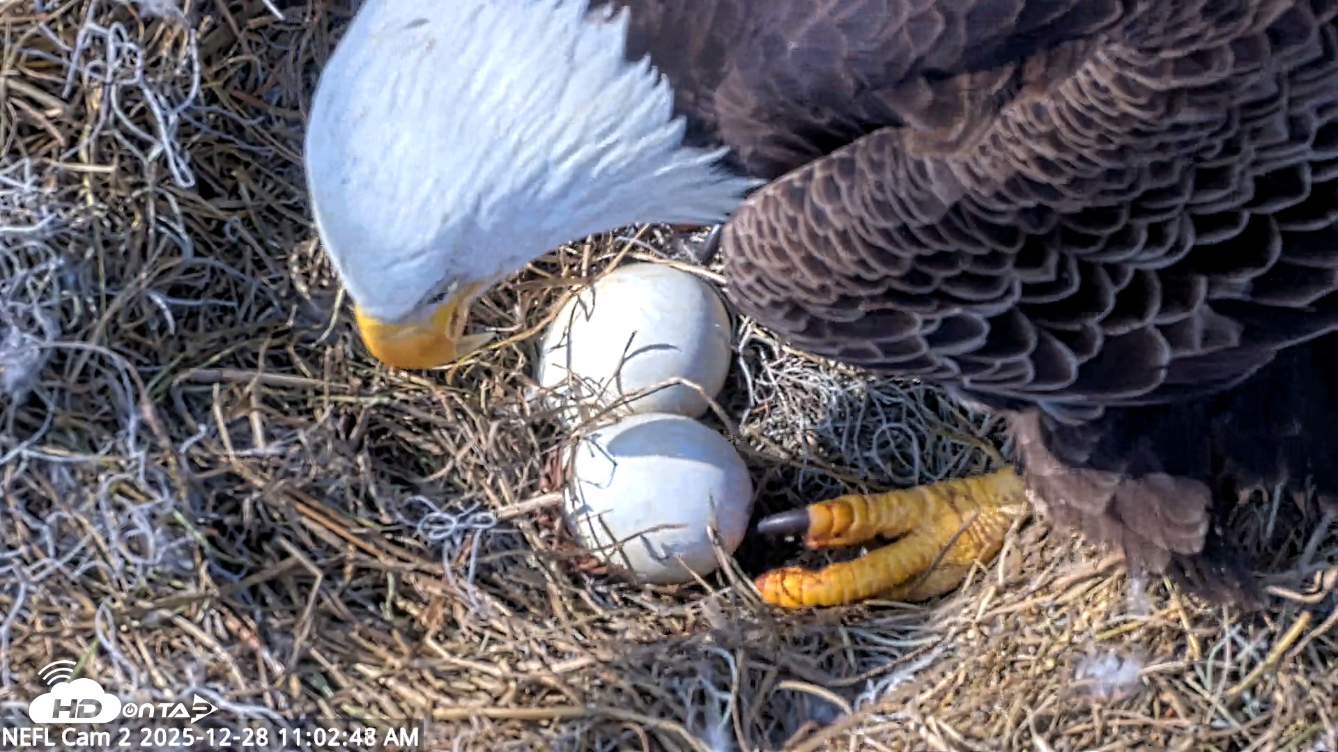 Snapshot of NE Florida Eagles Live Webcam taken Dec 28, 2025, 11:03am EST