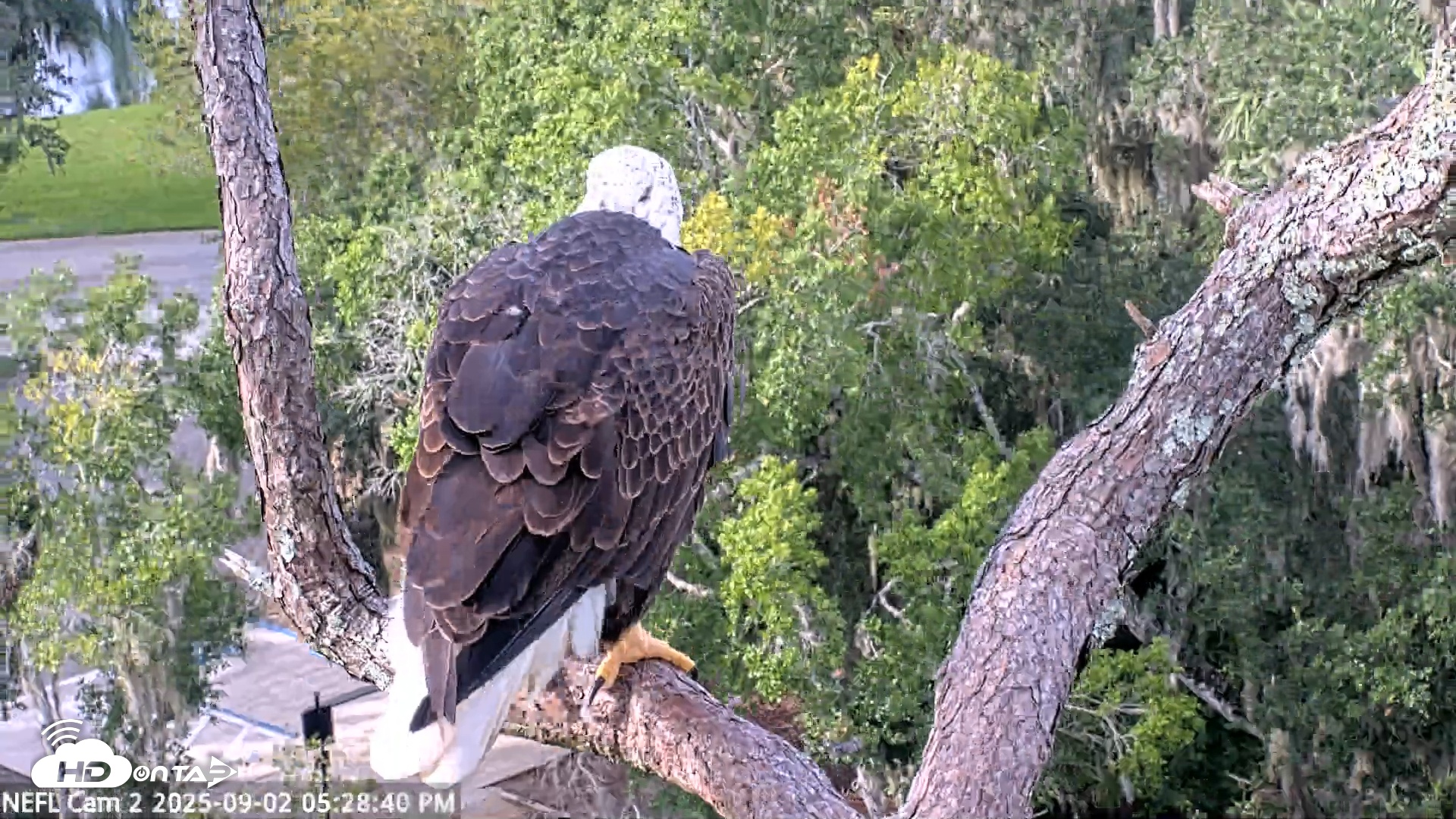 Snapshot of NE Florida Eagles Live Webcam taken Sep 2, 2025, 5:29pm EDT