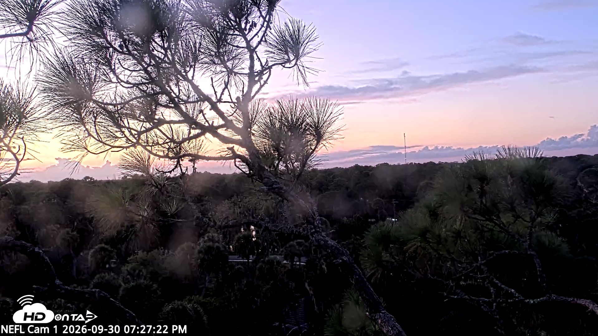 Snapshot of NE Florida Eagles Live Webcam taken Sep 30, 2026, 7:28pm EDT