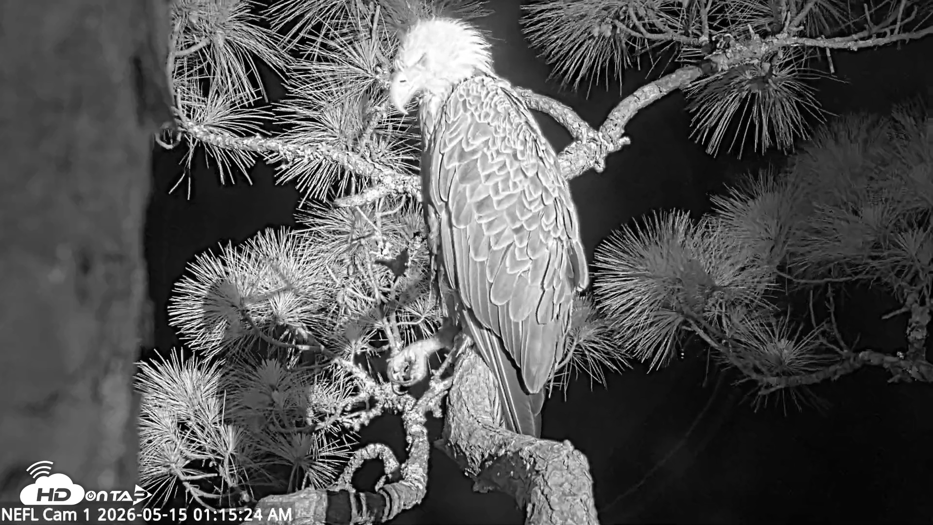 Snapshot of NE Florida Eagles Live Webcam taken May 15, 2026, 1:16am EDT