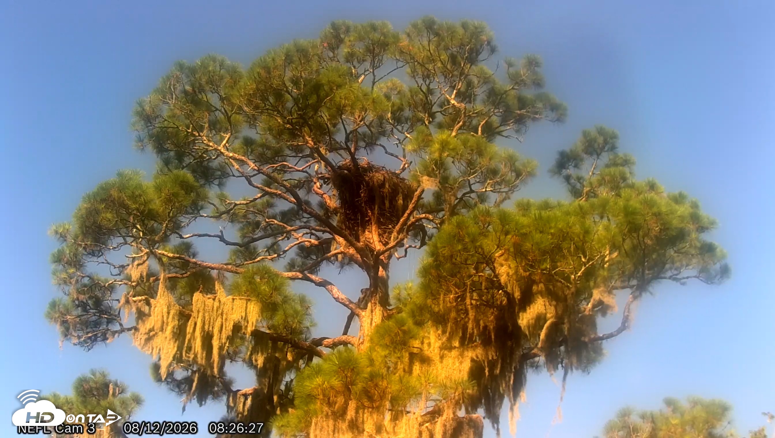 Snapshot of NE Florida Eagles Live Webcam taken Aug 12, 2026, 8:27am EDT