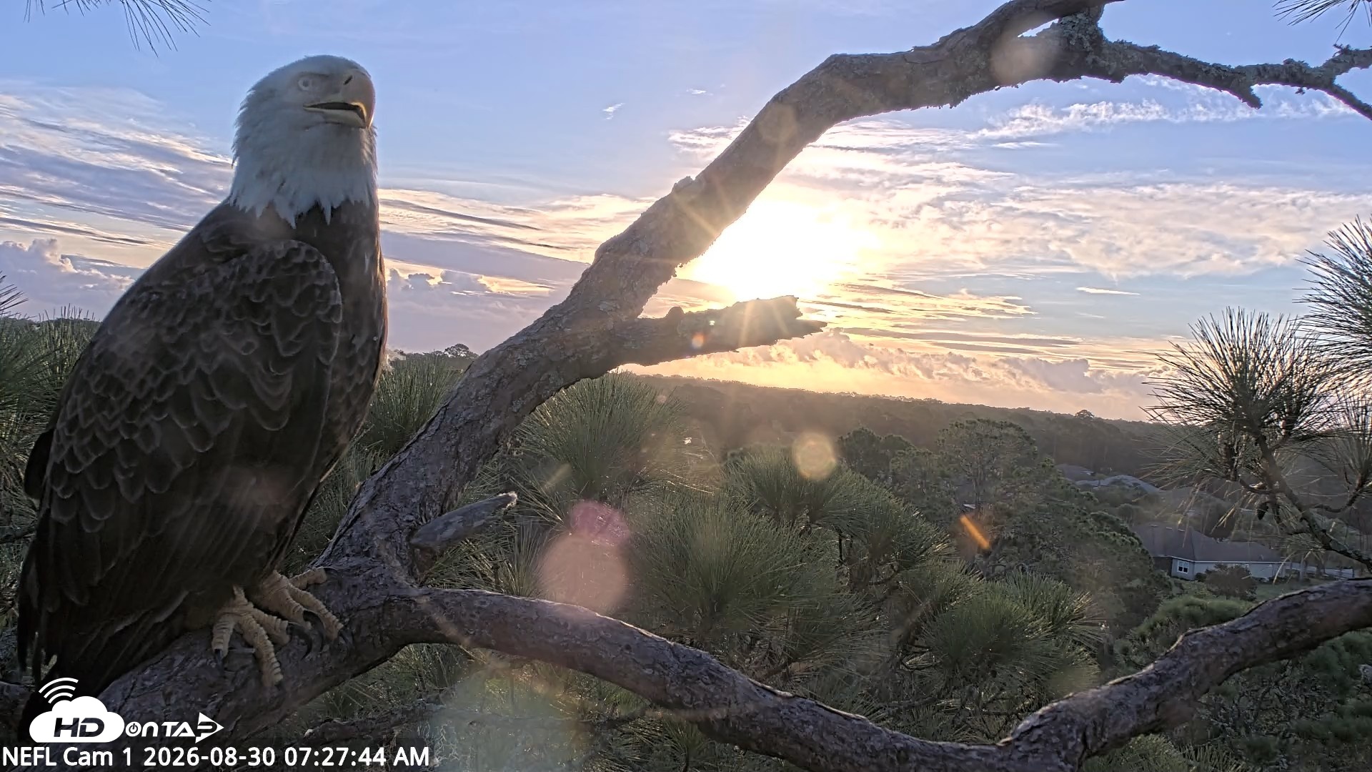 Snapshot of NE Florida Eagles Live Webcam taken Aug 30, 2026, 7:28am EDT
