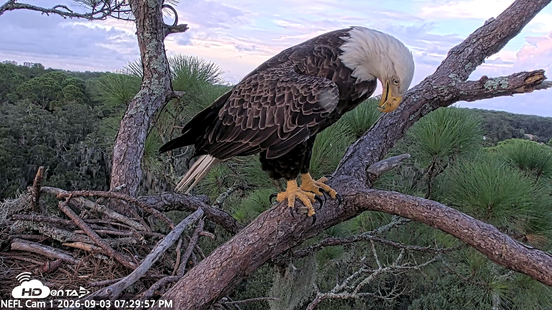 Snapshot of NE Florida Eagles Live Webcam taken Sep 3, 2026, 7:30pm EDT