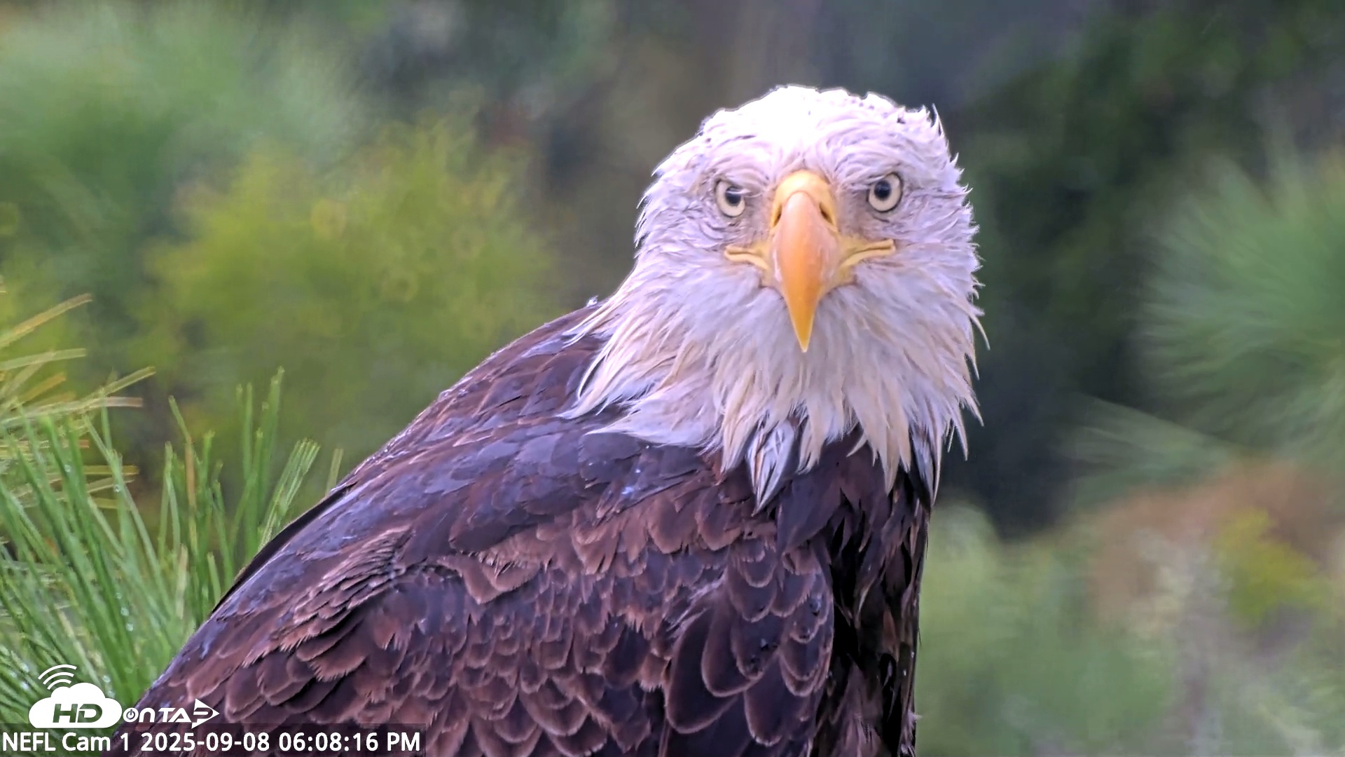 Snapshot of NE Florida Eagles Live Webcam taken Sep 8, 2025, 6:09pm EDT