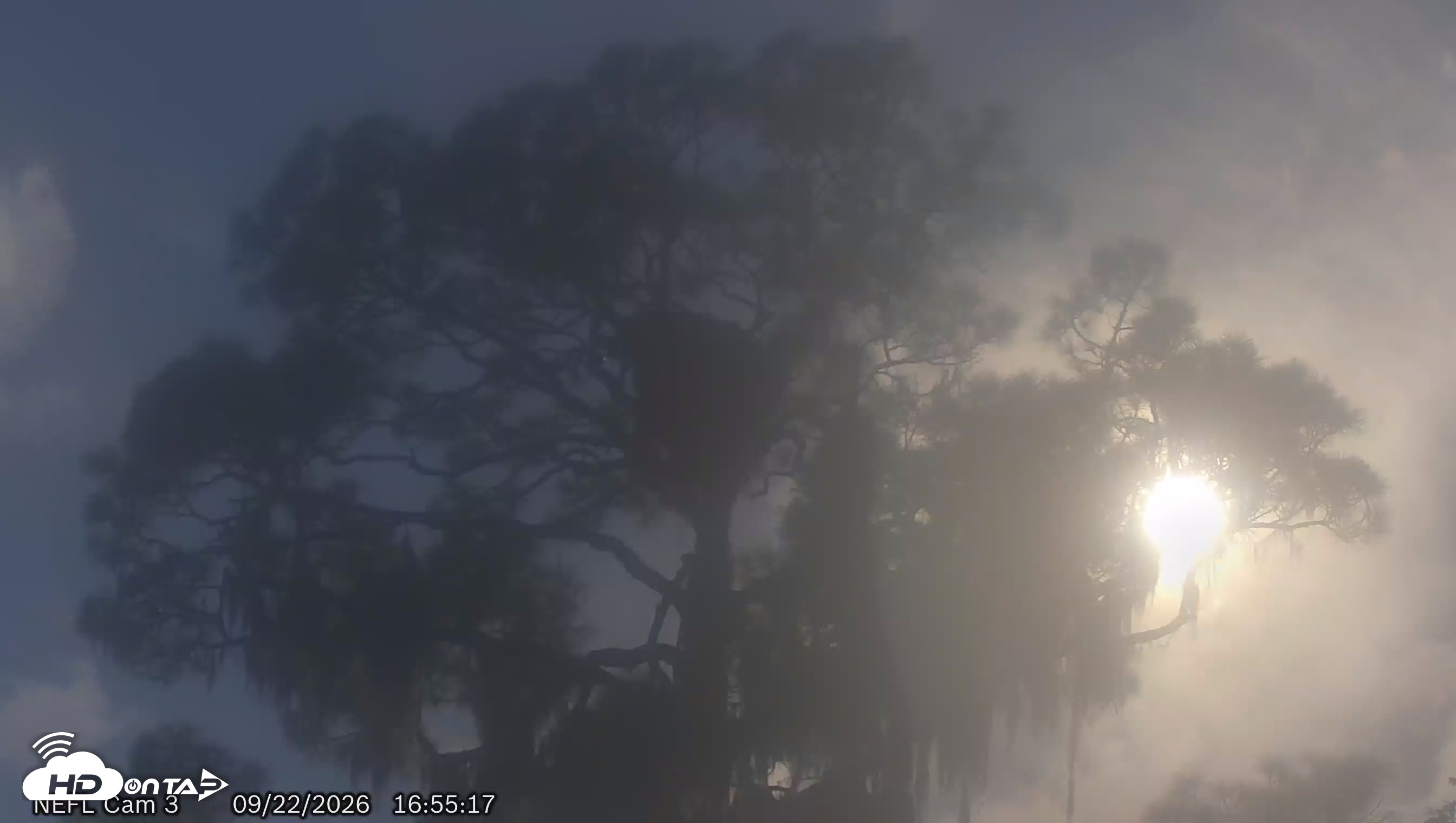 Snapshot of NE Florida Eagles Live Webcam taken Sep 22, 2026, 4:56pm EDT