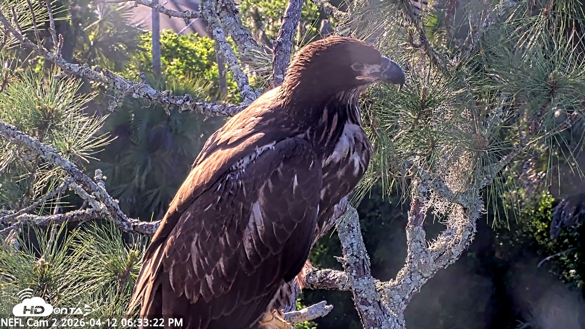 Snapshot of NE Florida Eagles Live Webcam taken Apr 12, 2026, 6:34pm EDT