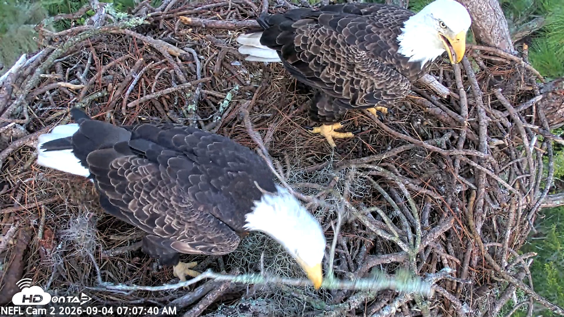 Snapshot of NE Florida Eagles Live Webcam taken Sep 4, 2026, 7:08am EDT