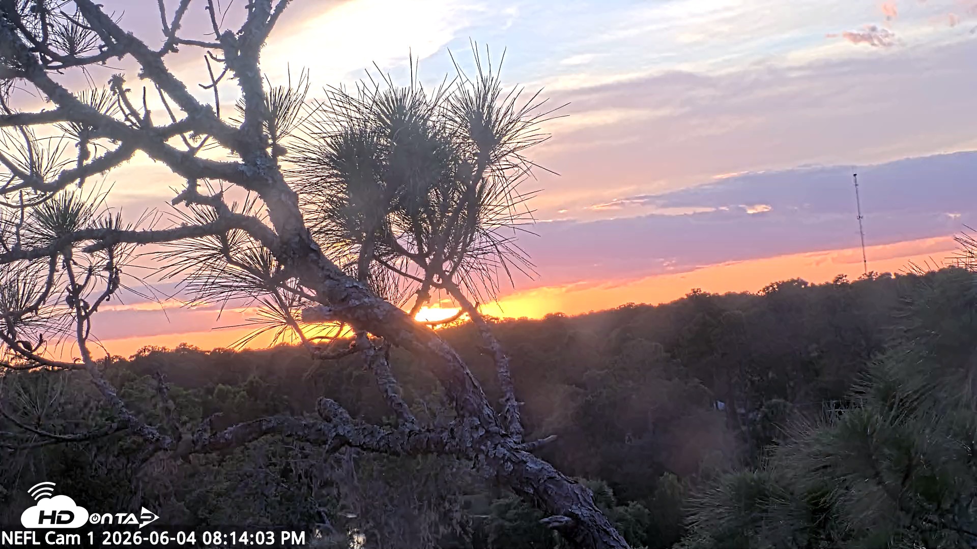 Snapshot of NE Florida Eagles Live Webcam taken Jun 4, 2026, 8:15pm EDT