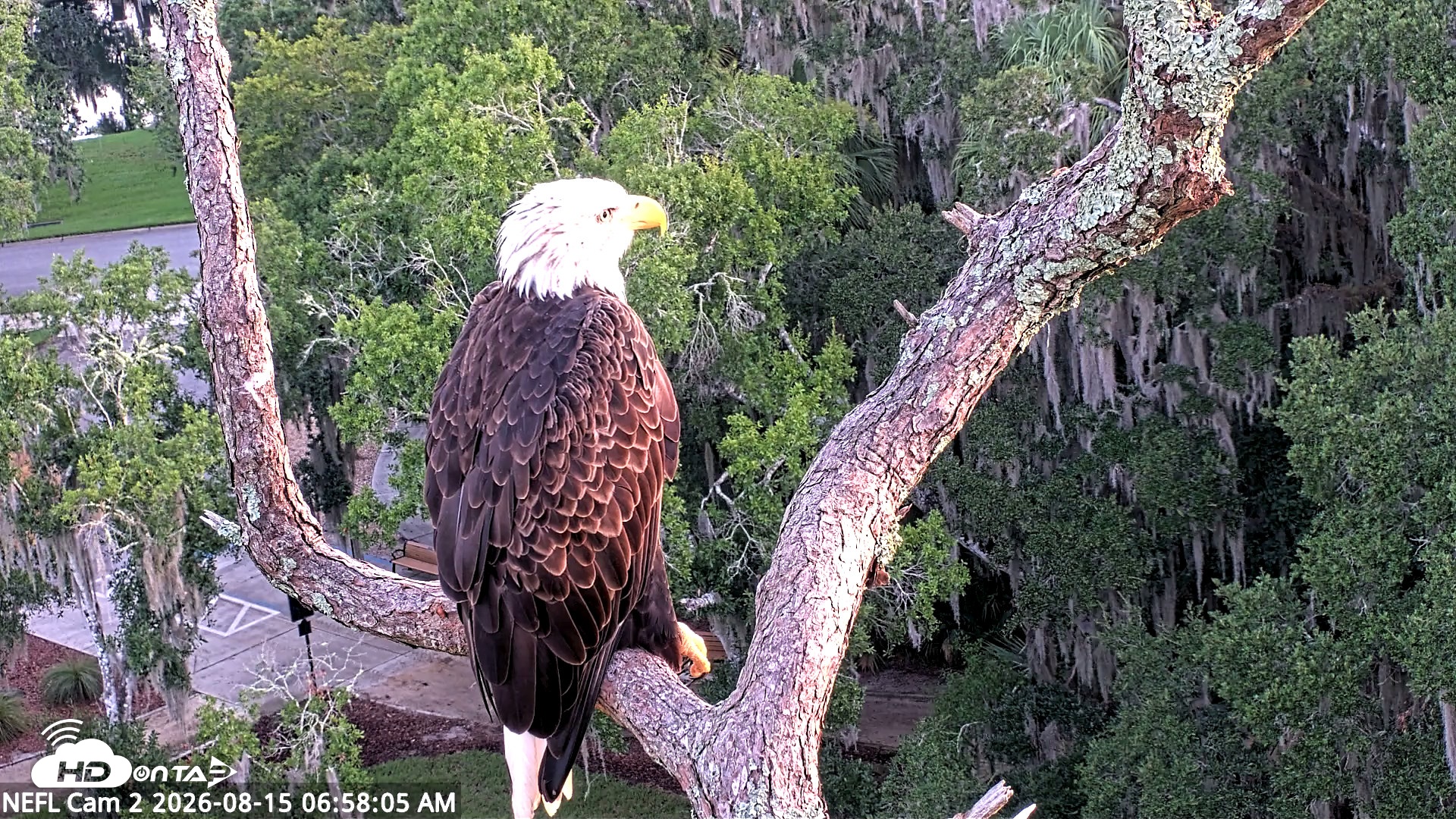 Snapshot of NE Florida Eagles Live Webcam taken Aug 15, 2026, 6:59am EDT