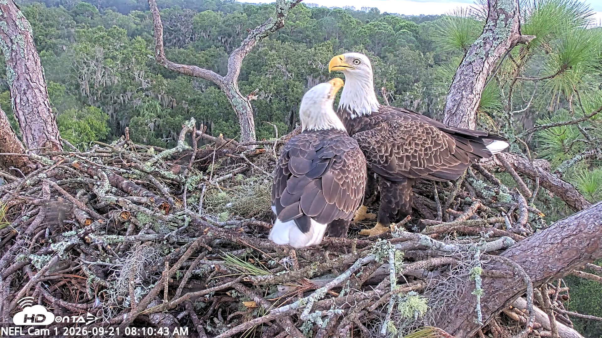 Snapshot of NE Florida Eagles Live Webcam taken Sep 21, 2026, 8:13am EDT
