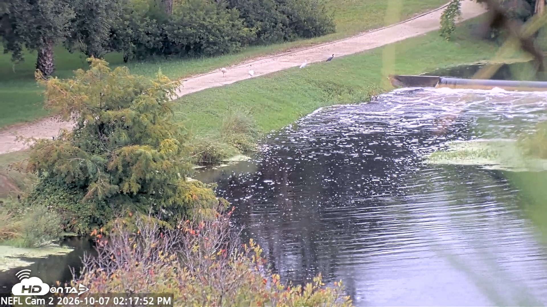 Snapshot of NE Florida Eagles Live Webcam taken Oct 7, 2026, 2:18pm EDT
